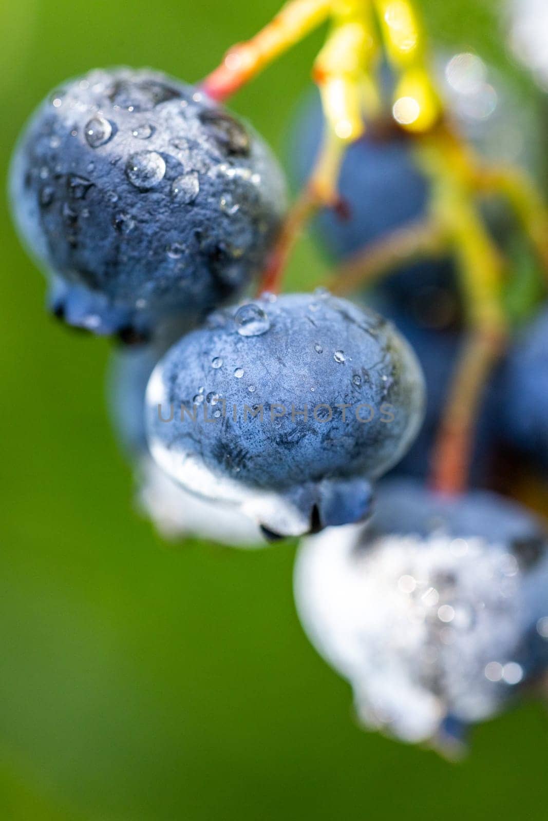 Fresh blueberries growing on a branch, covered with sparkling water droplets, creating a vibrant and refreshing scene