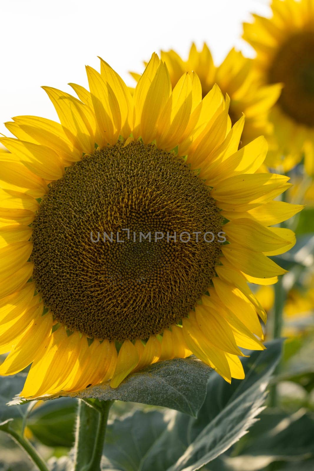 Close up of a sunflower head with seeds growing in a field, illuminated by warm summer sunlight