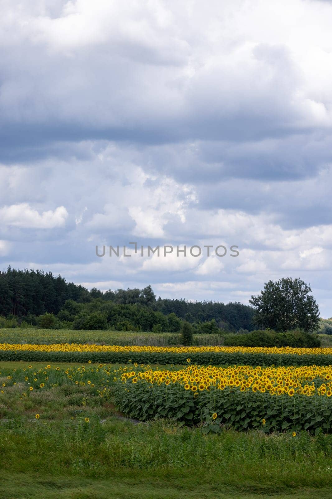 Sunflowers blooming in a field during a cloudy summer day, creating a vibrant contrast against the overcast sky