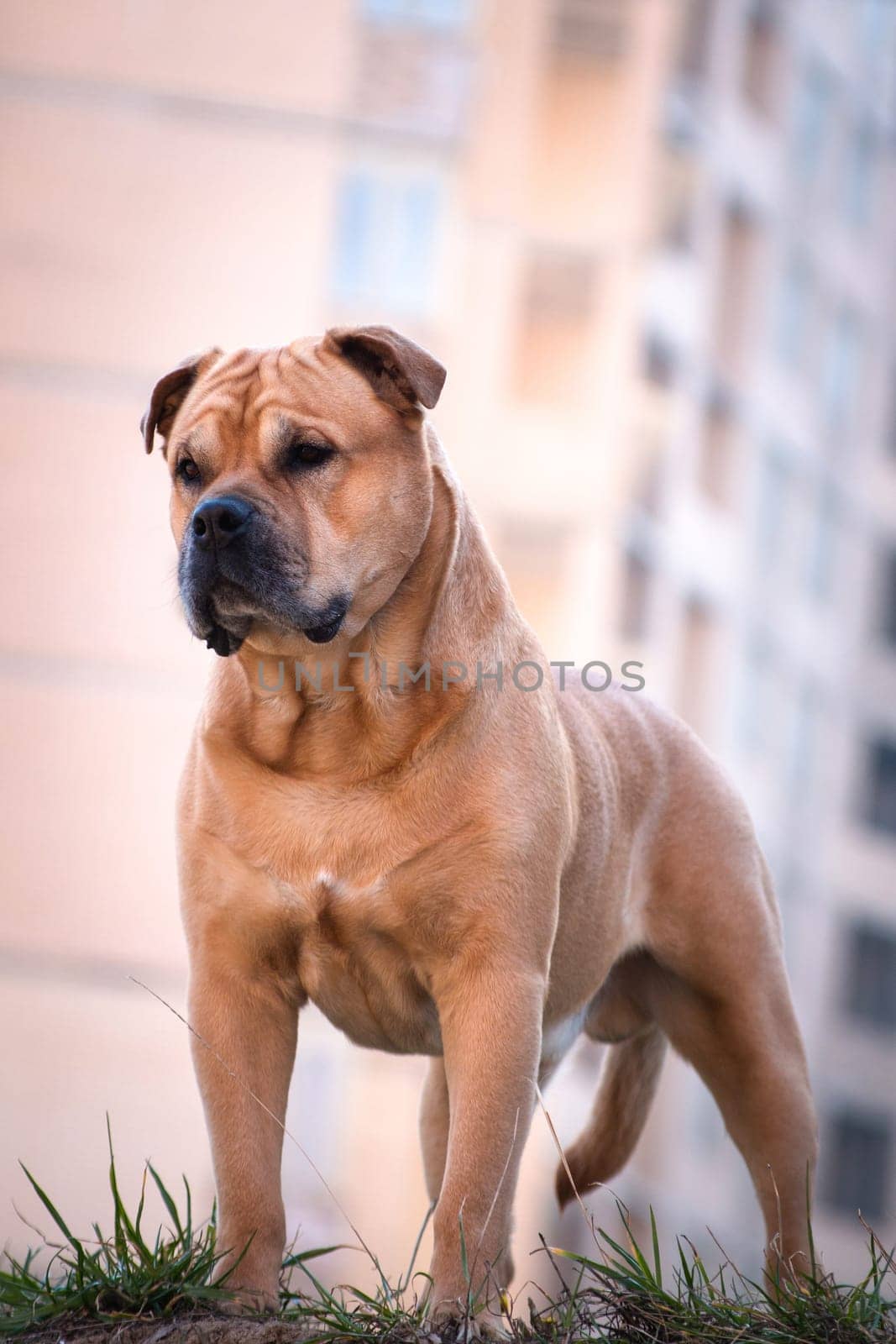 Portrait of a fawn well-fed dog of breed Cadebo outdoors, against the background of a building sleeping area in blur bokeh