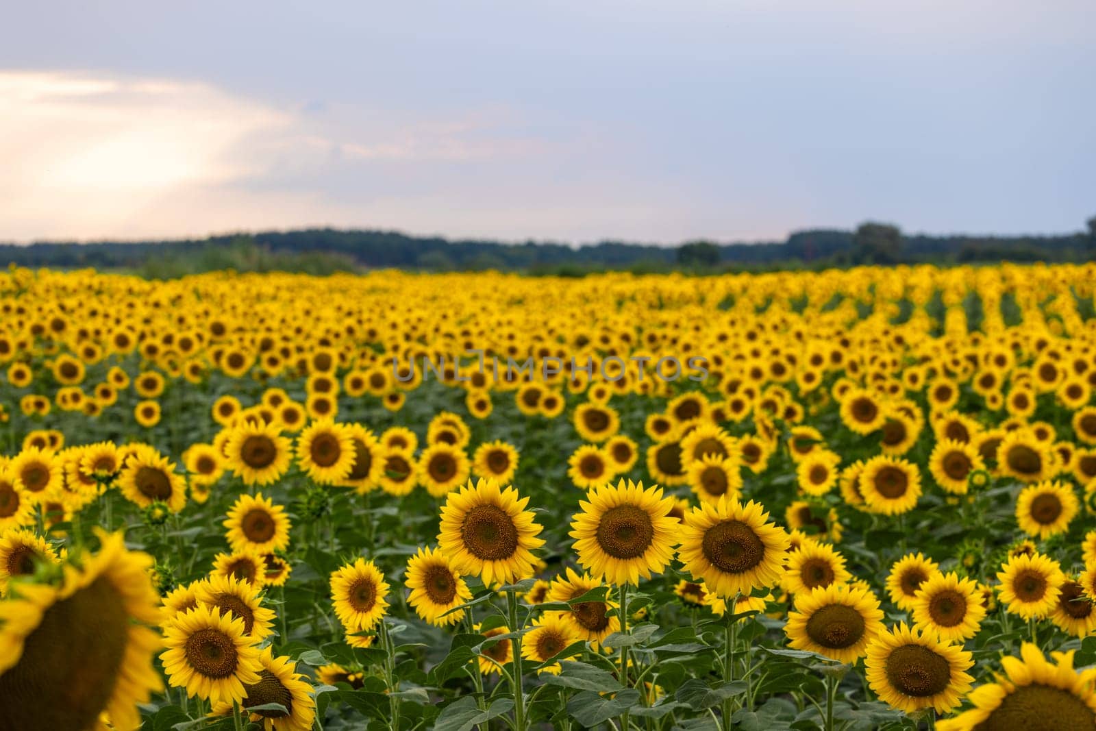 Sunflowers are blooming in a vast field, creating a picturesque landscape under the soft glow of a cloudy sunset sky