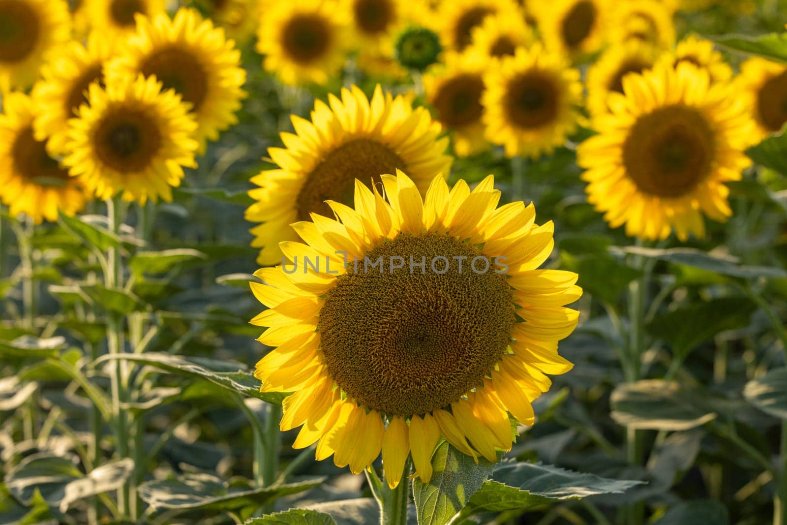 Bright yellow sunflower head is growing in the middle of a sunflower field during a sunny summer day