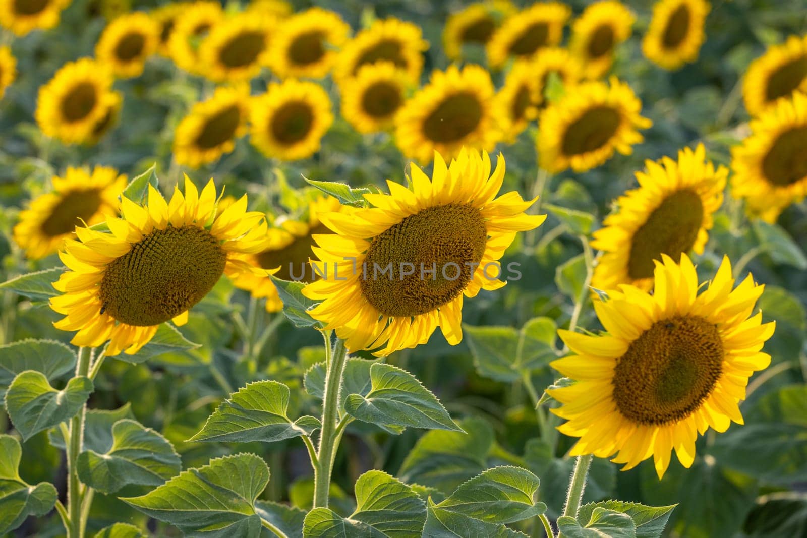 Blooming sunflowers fill a vibrant field, showcasing their bright yellow petals against lush green leaves, embodying summer's cheerful beauty