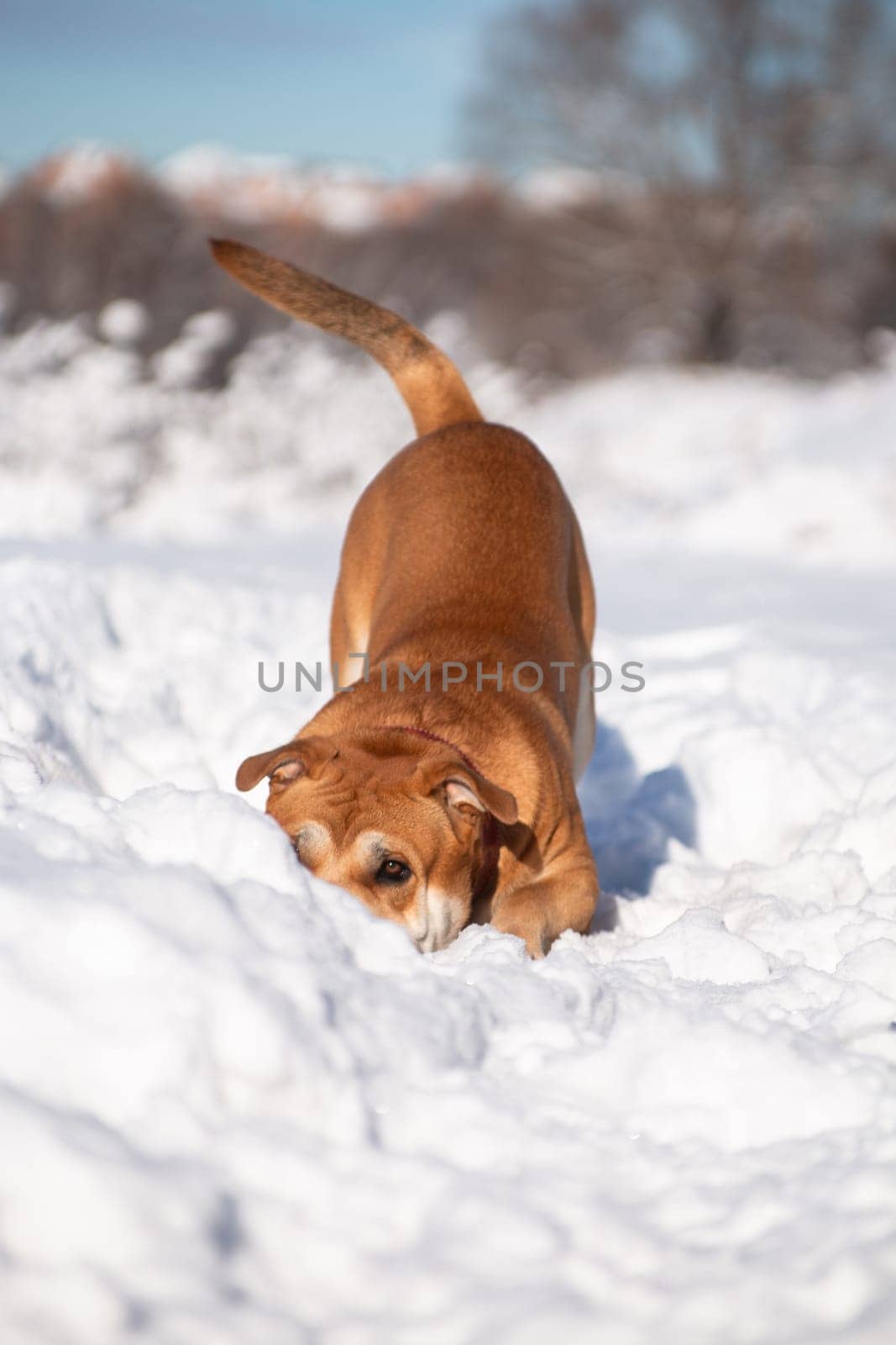 The red-haired orange big powerful dog of a breed of cadebo, playing, crouched to the ground, and hid its nose in the snow