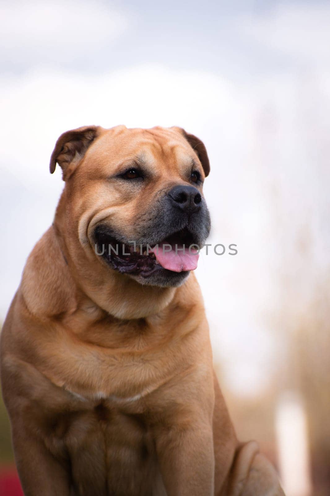 Portrait of a fawn fed dog of breed Cadebo outdoors
