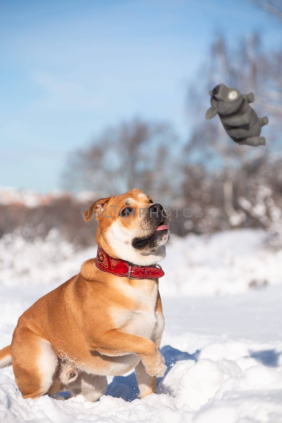 The red-haired orange big powerful dog of a breed of cadebo, walking in the winter plays, jumps, and catches a rubber toy in the form of a pig