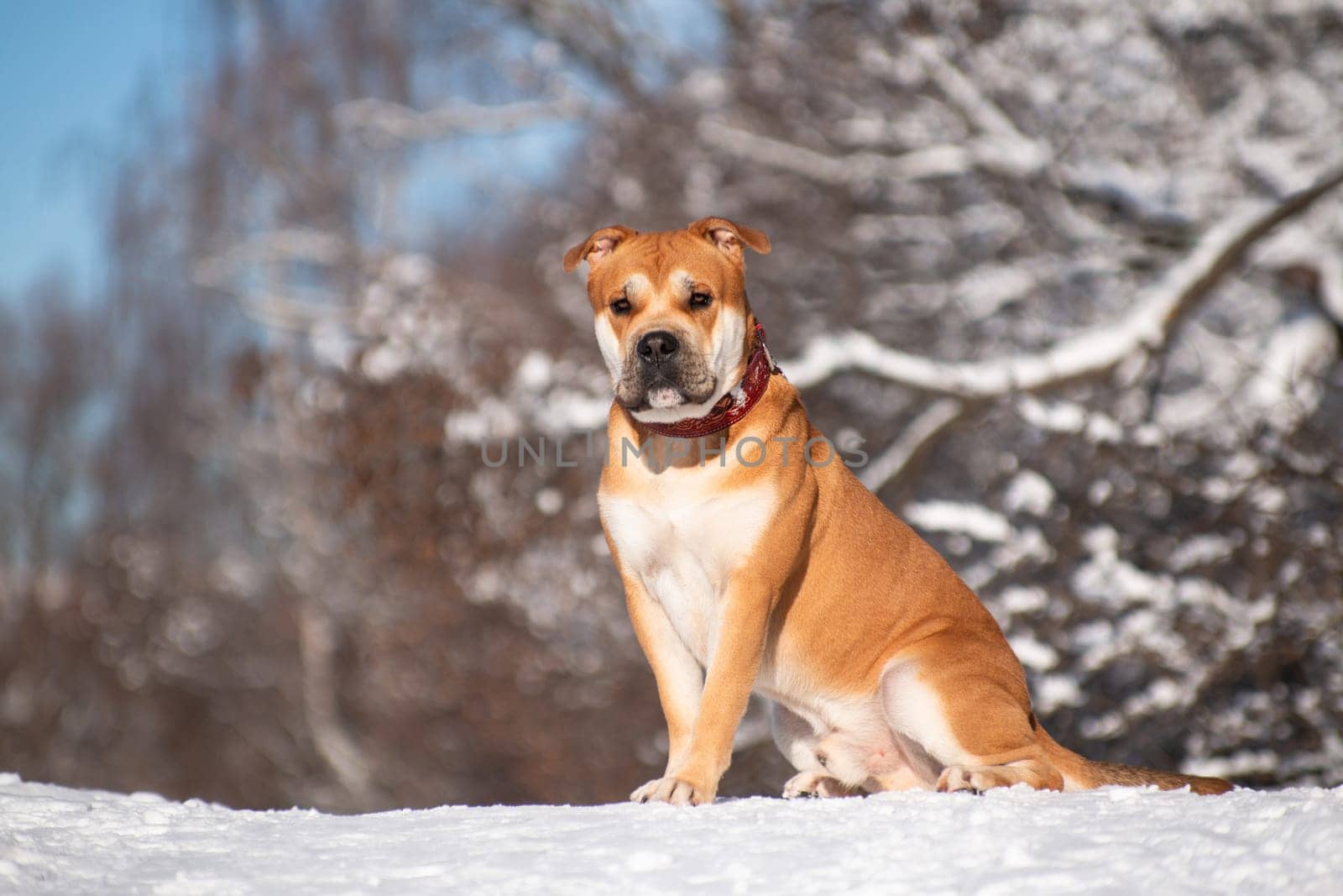 Red-haired orange big powerful dog of breed Cadebo, walking in the winter, sat on the snow on a hill on a background of wood