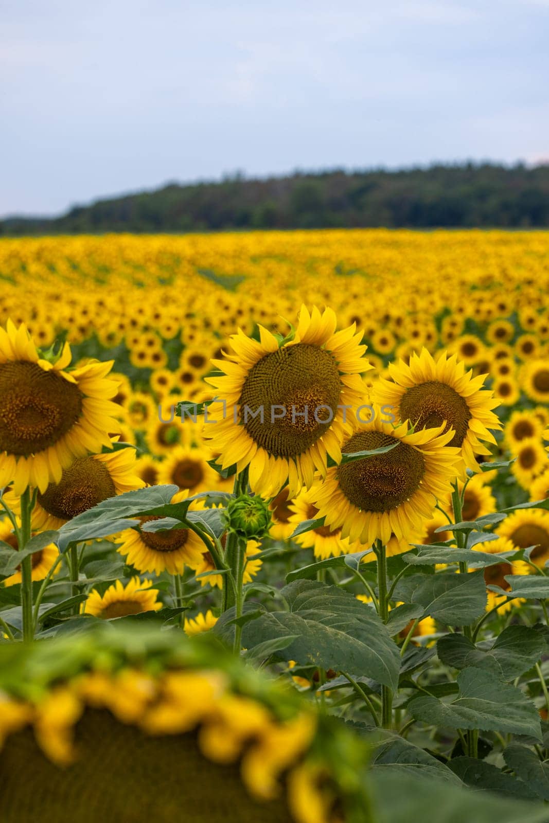 Sunflowers blooming in a vast field create a stunning landscape, with vibrant yellow petals contrasting against a cloudy summer sky