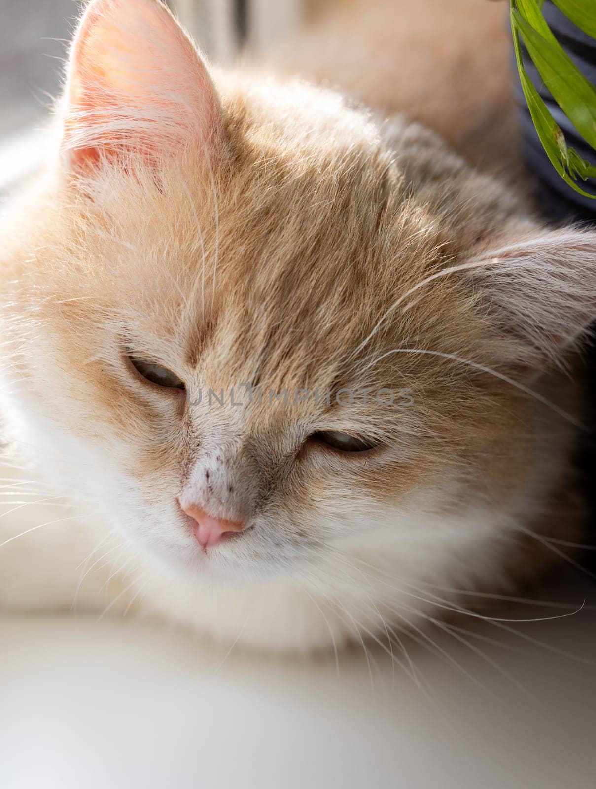 Close up of a ginger and white kitten sleeping peacefully near a houseplant, enjoying a quiet moment indoors