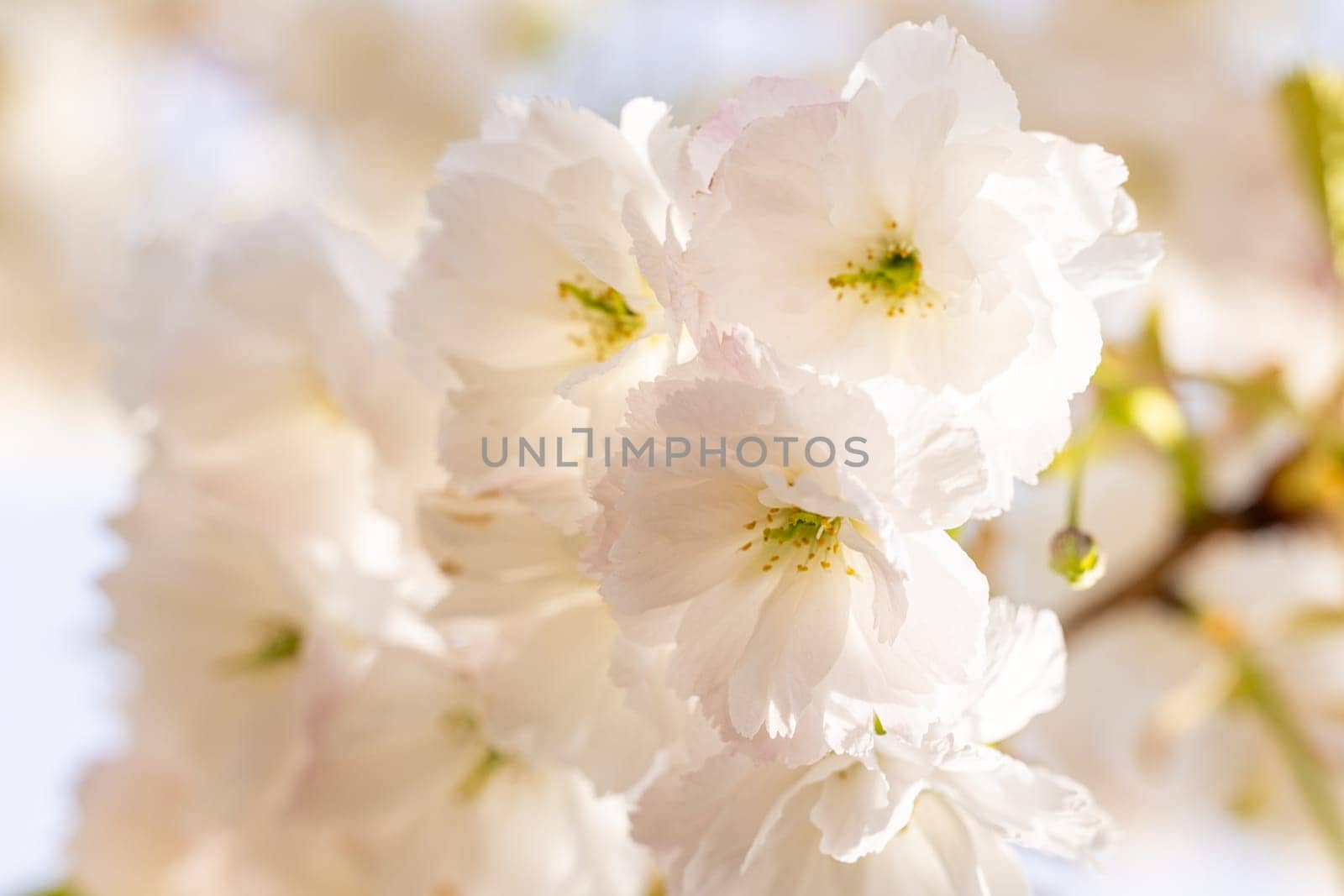 Close up of delicate white cherry blossoms blooming on a sunny spring day, creating a beautiful natural background