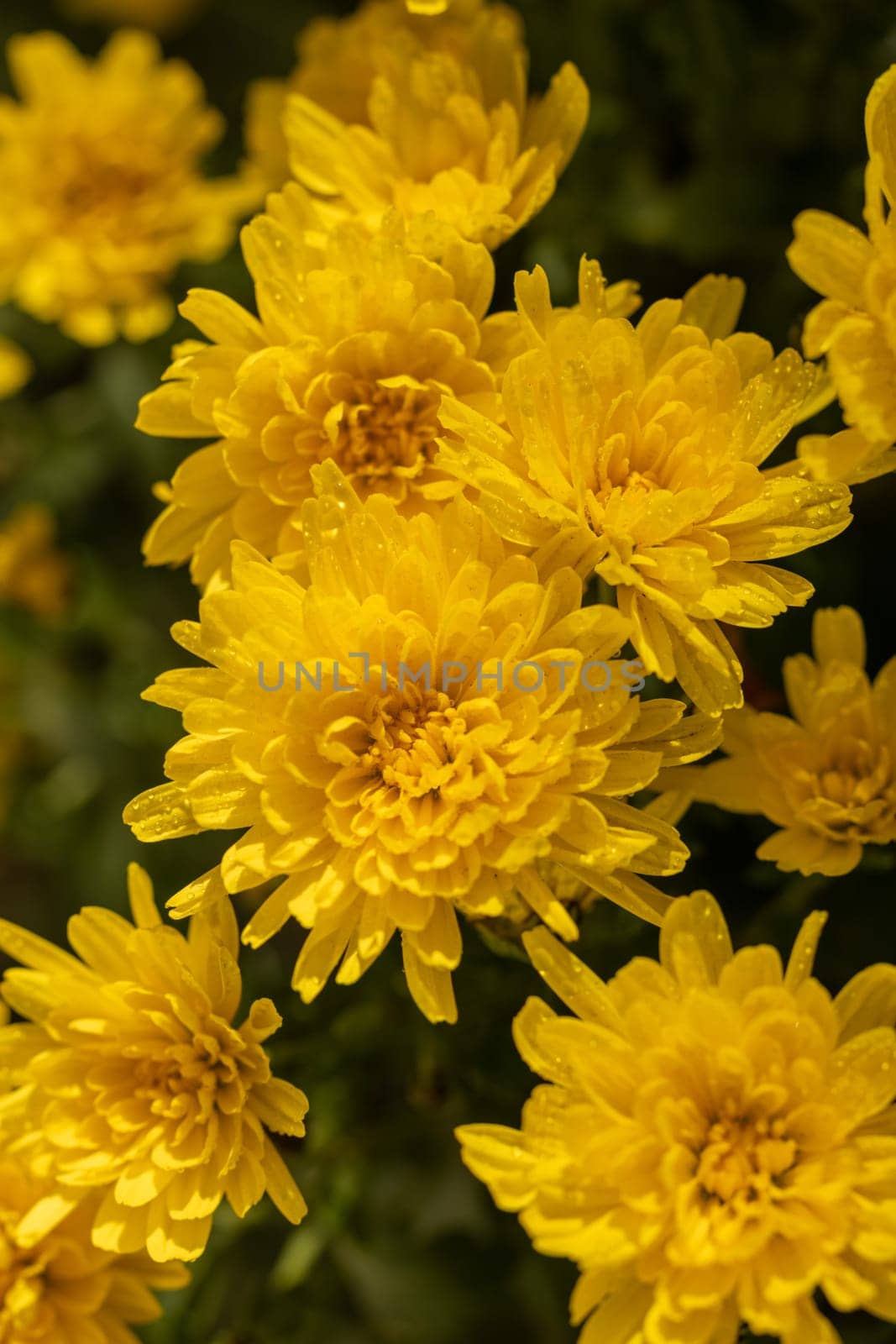 Close up of yellow chrysanthemum flowers blooming, showcasing their vibrant color and delicate petals with water drops