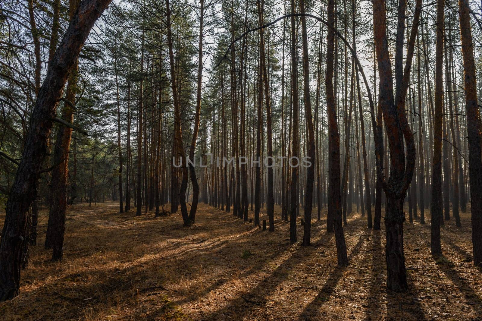 Golden light gently breaks through the tall pine trees, casting long shadows on the forest floor as morning begins.