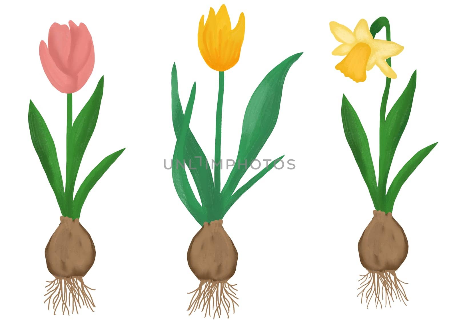 Hand drawn illustration of colorful spring flowers tulip daffodil. Green leaves branch, pastel pink yellow flower floral petal blossom bloom. Garden gardening elegant design. elegant bouquet