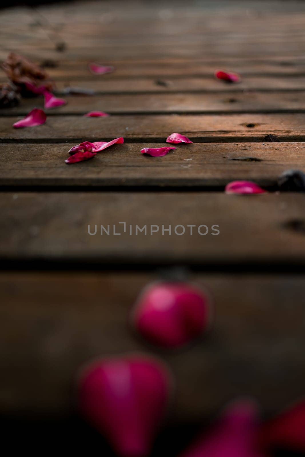 Rustic wooden pathway adorned with scattered pink camellia petals in natural light.