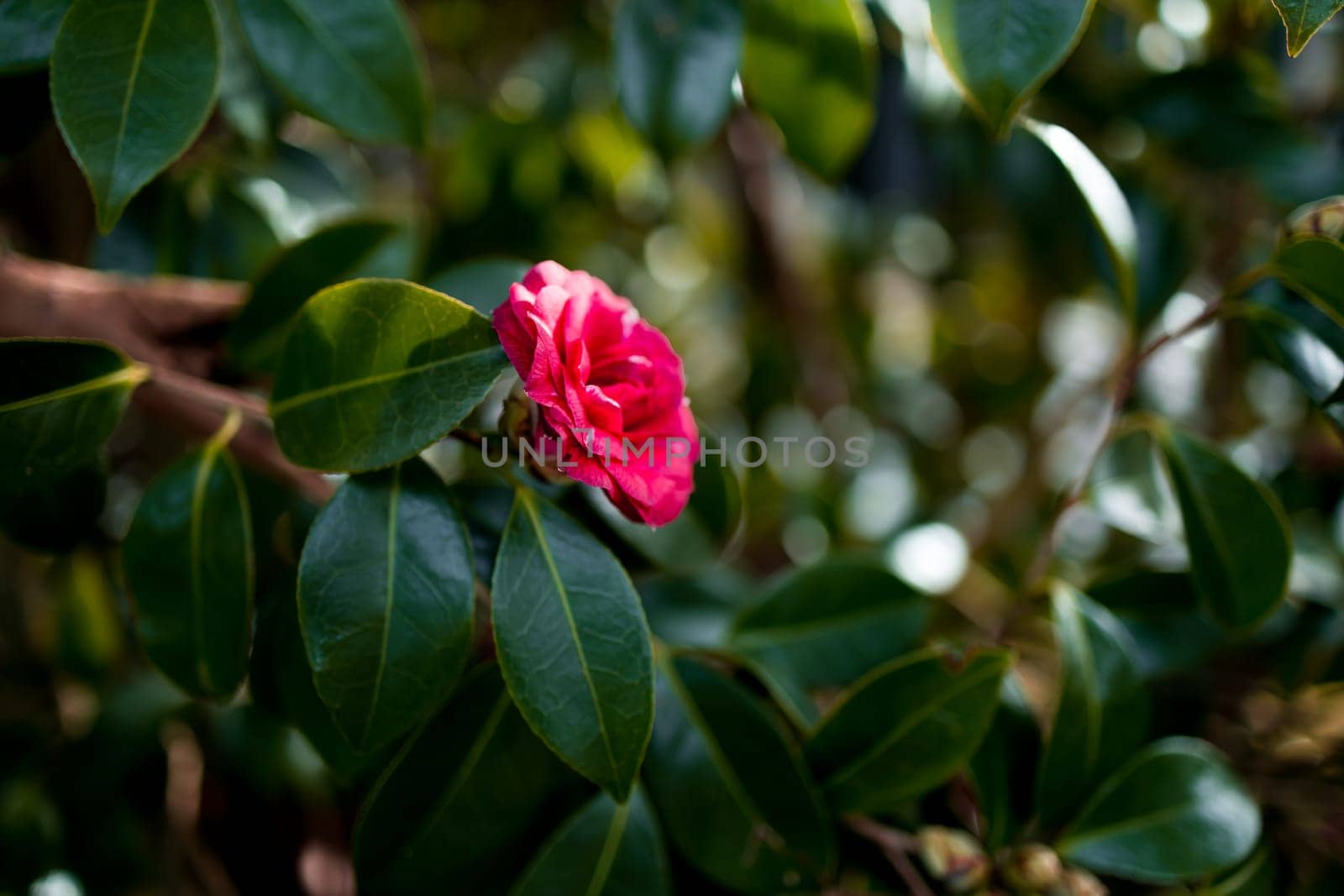 Pink camellia Debbie blossom among lush green foliage in garden setting.