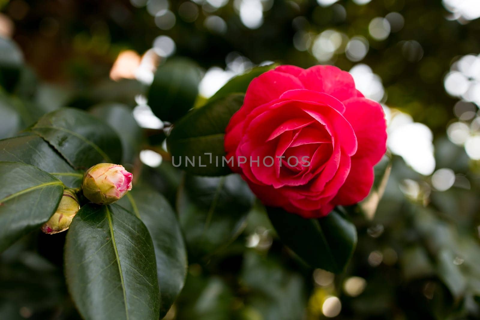 Close-up of vibrant red rose in bloom with bud amidst lush green leaves.