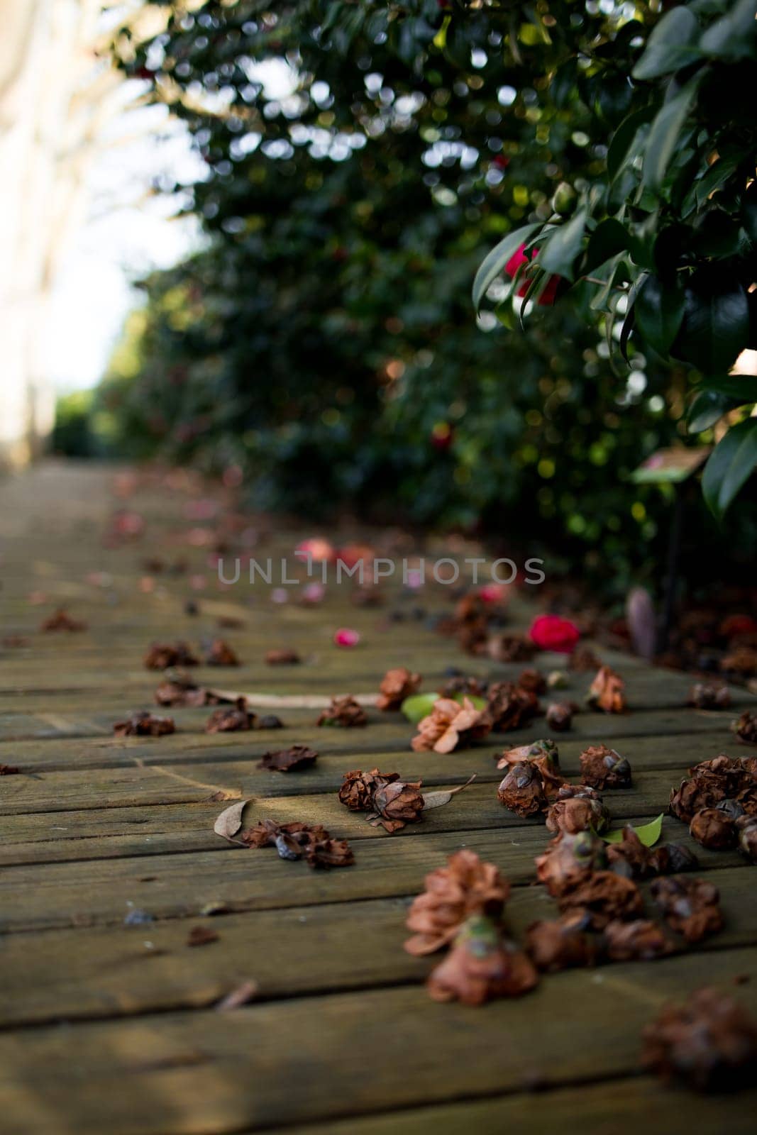 Fallen blossoms on wooden pathway surrounded by green foliage in garden.