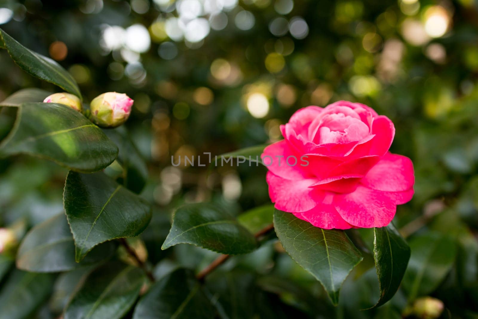 Vibrant pink camellia bloom in sunlit garden.