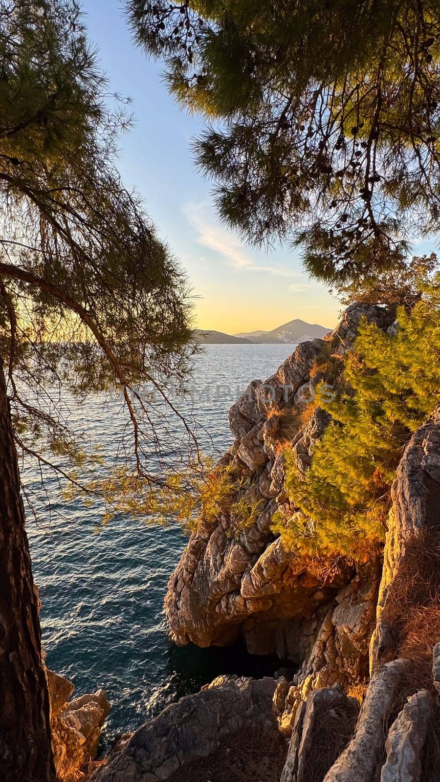Rugged golden cliffs rise above turquoise waters, framed by overhanging pine branches in a coastal scene. High quality photo
