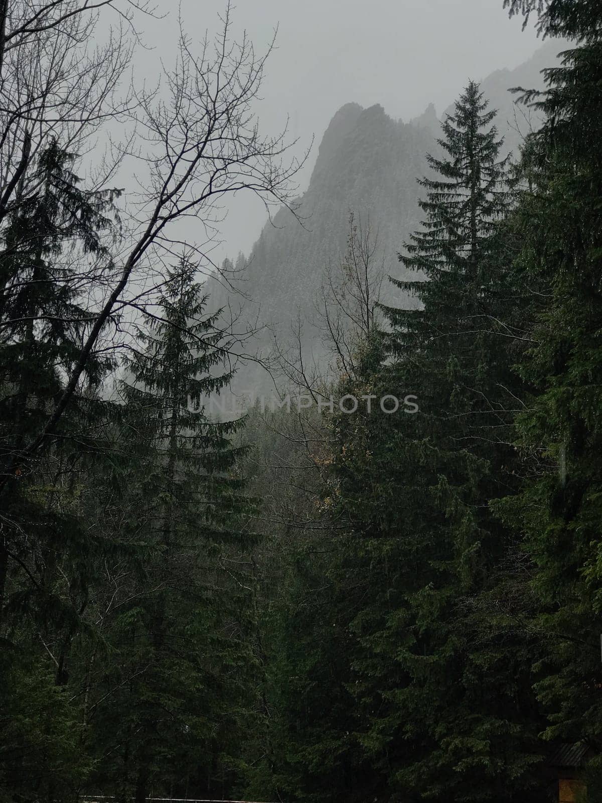 foggy forest in Zakopane in rainy weather. High quality photo