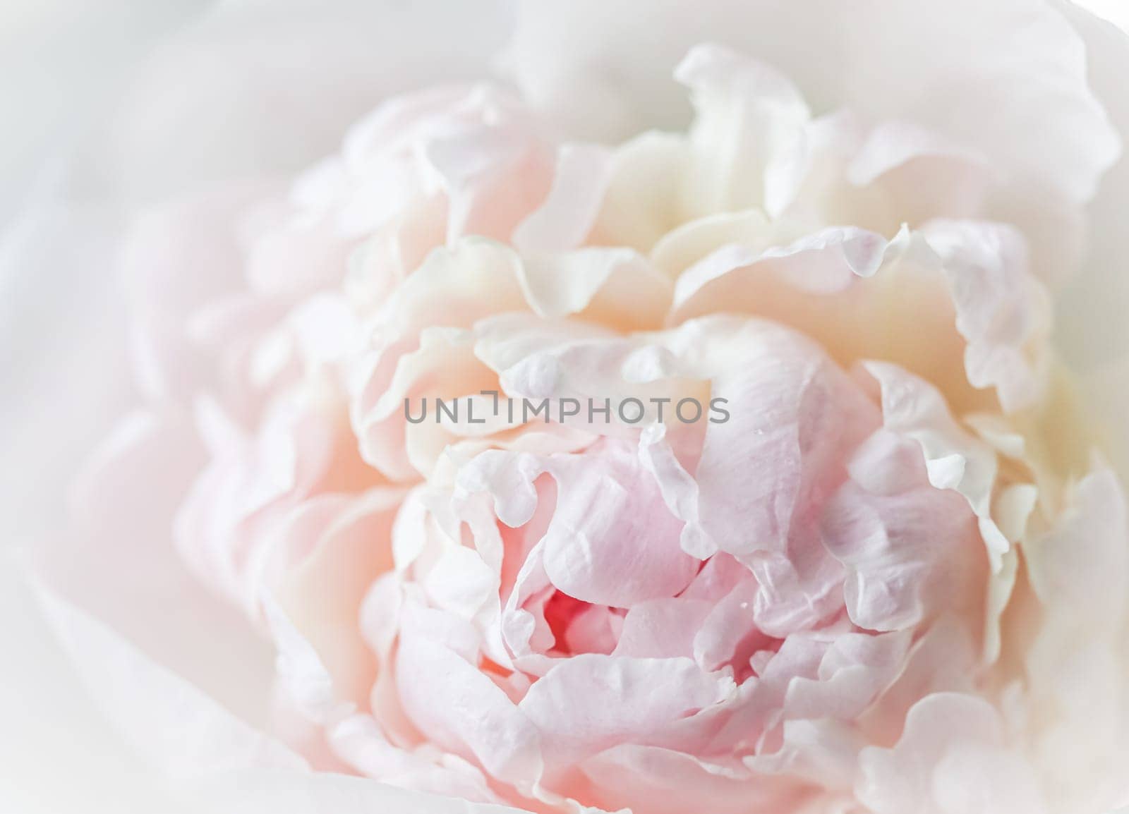White pink peony petals. Soft focus. Abstract floral background for holiday design. High quality photo