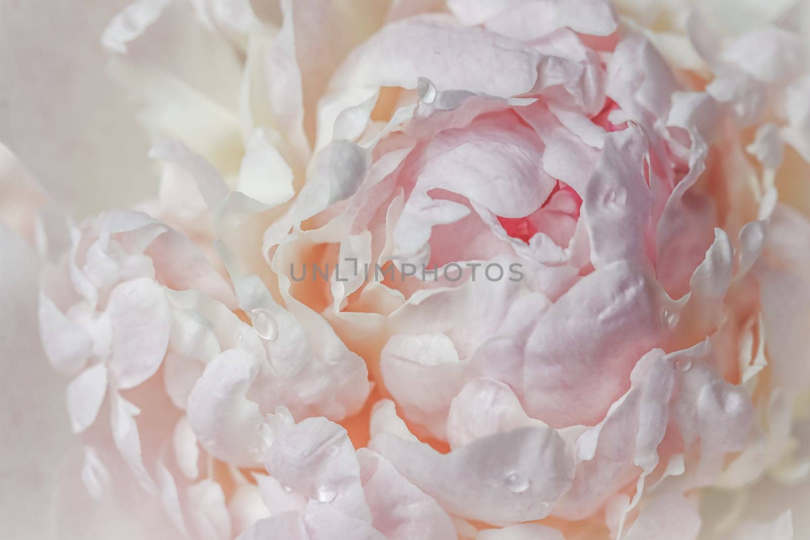 White pink peony petals. Soft focus. Abstract floral background for holiday design. High quality photo