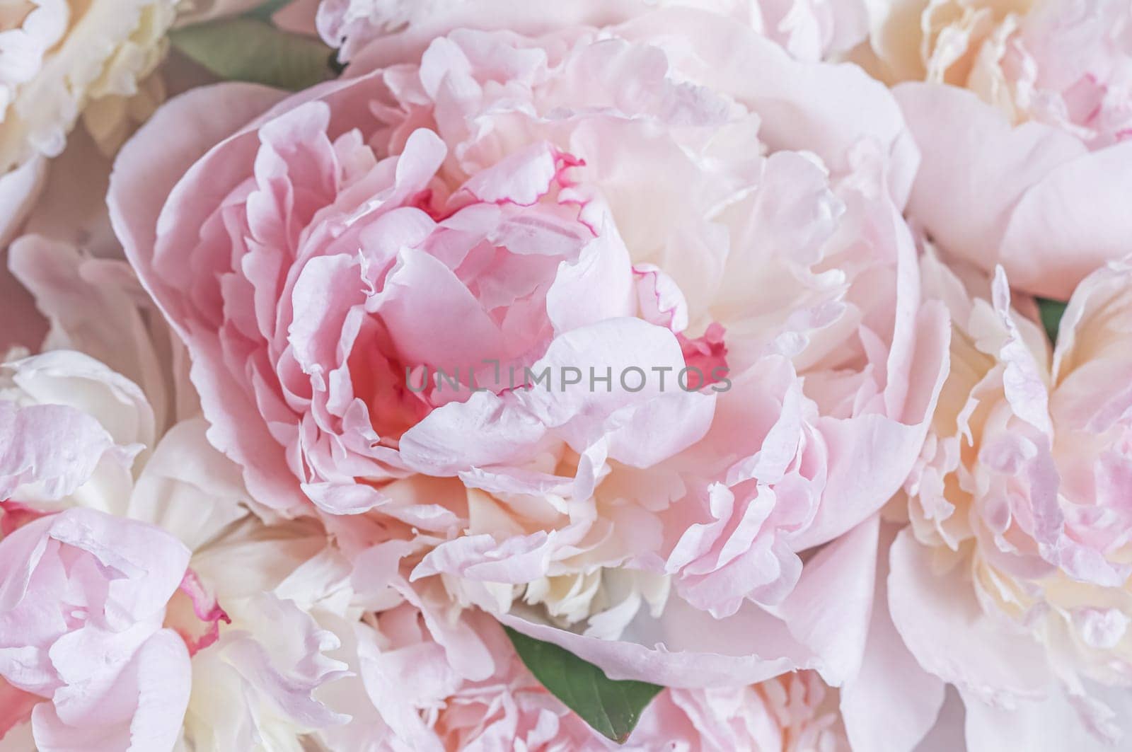 White pink peony petals. Soft focus. Abstract floral background for holiday design. High quality photo