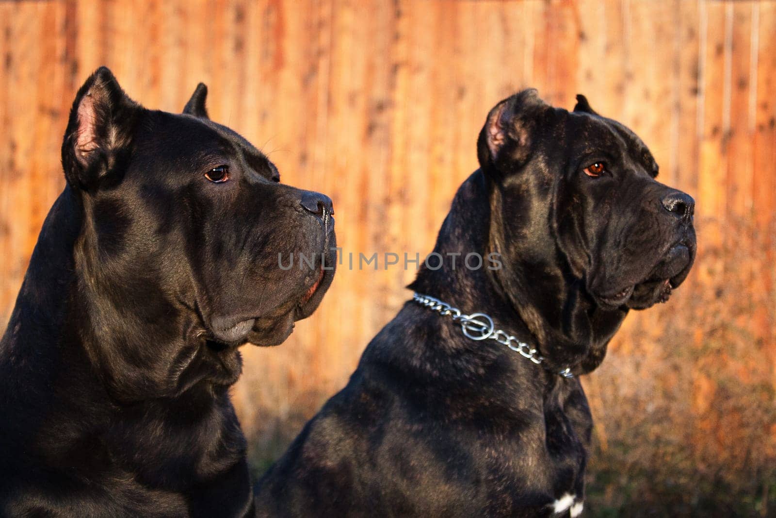 Kane-korso is a breed of dogs, one of the oldest representatives of the Molossian group. Ancient Roman fighting dogs are considered official ancestors. This breed is focused on protection and protection.