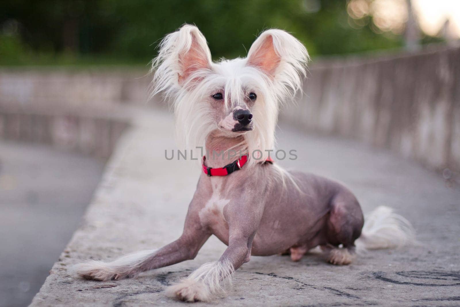 Chinese Crested Dog is a breed of dog. Dogs of this breed can be either hairless - naked individuals (hair is found only in the head, tail and extremities), and with soft veil-like hair covering the whole body - puffs (Powderpuff). They are odorless and do not fade (with the exception of downy ones).