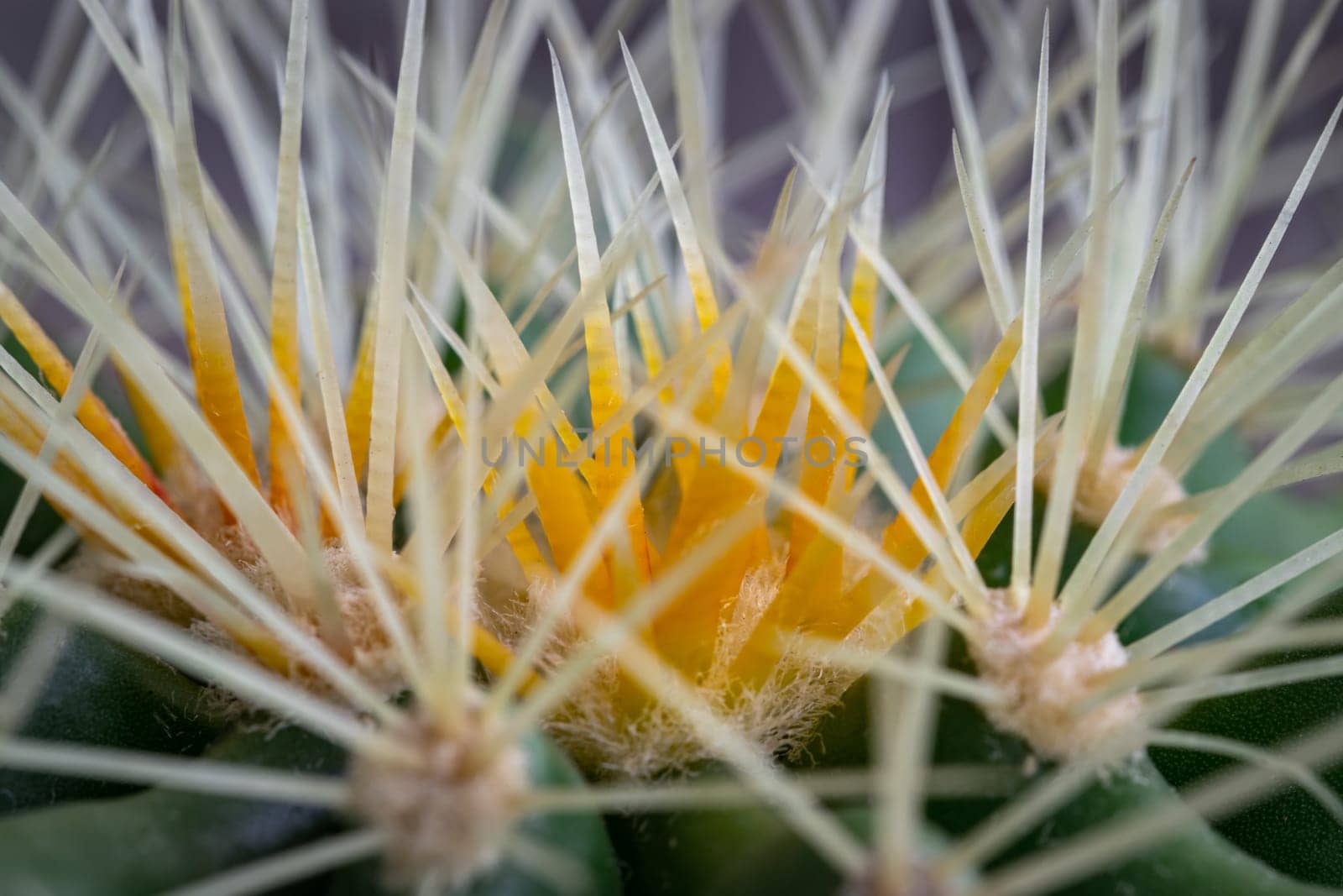 Very detailed view of Sharp white prickles on Ferocactus echidne at close range. Prickly green Parodia polyacantha cactus or Parodia langsdorffii plant, use it as your Space for text, Design, Wallpaper and Poster, Selective focus.