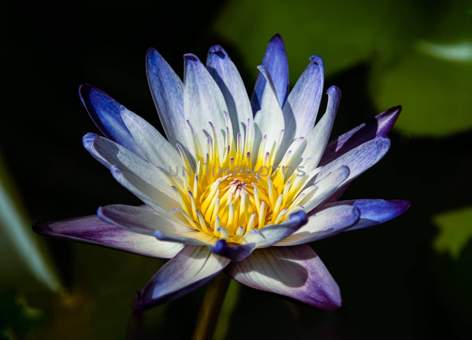 Yellow lotus stamens or Lotus pollen in white blue lotus petals of Blossoming waterlily or Lotus flower blooms and green leaves background with natural daylight, Lotus is logo of spa and buddhism in asia, use it as your Wallpaper, Poster and Space for text, Selective focus.