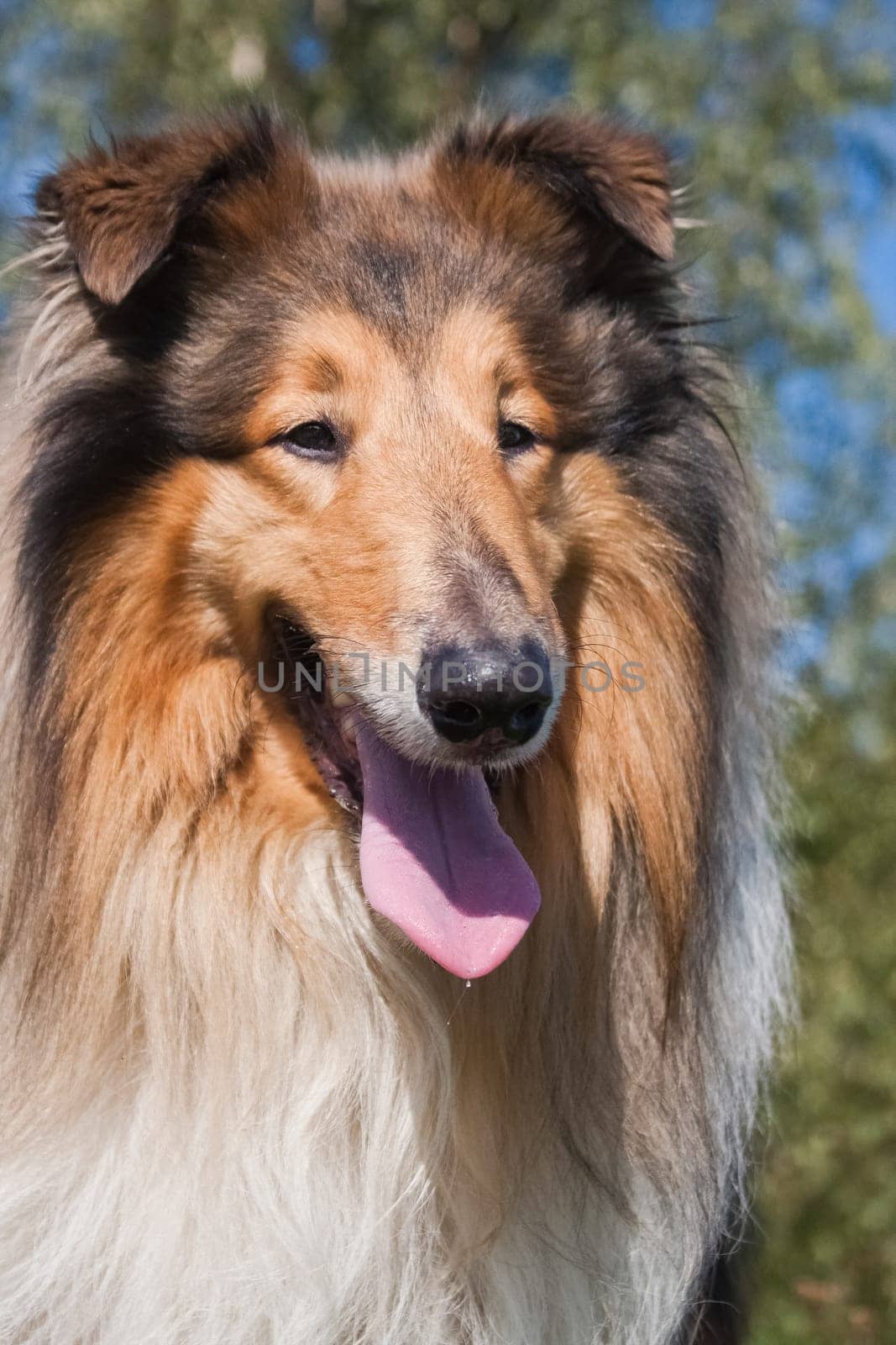Collie is a proportional dog of medium height, fairly light in build, with a pointed muzzle. Collies are active, agile and in most cases have a pronounced shepherd's instinct.