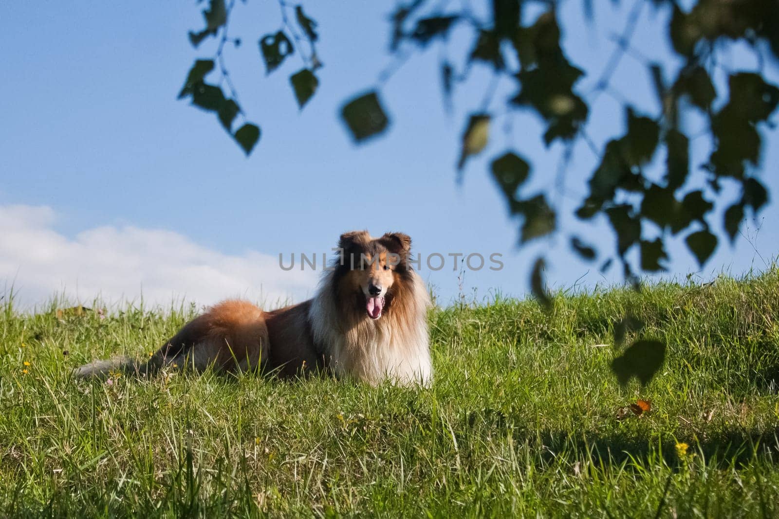 Collie is a proportional dog of medium height, fairly light in build, with a pointed muzzle. Collies are active, agile and in most cases have a pronounced shepherd's instinct.