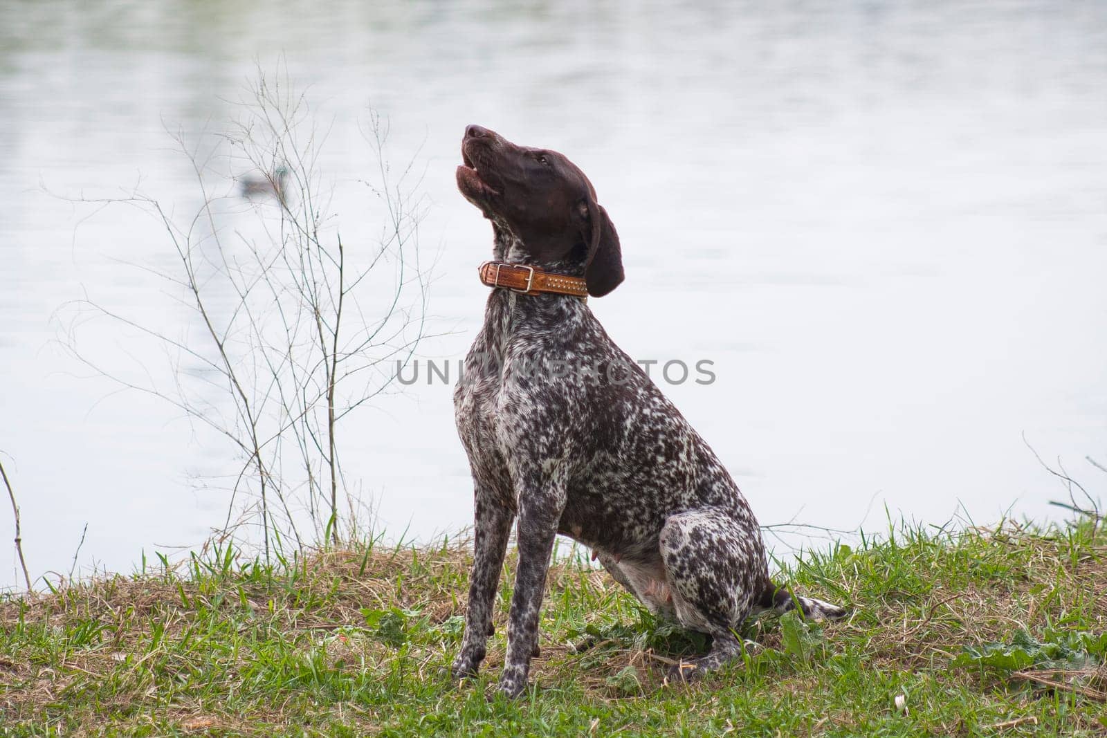 Kurtshaar is a hunting dog, or rather a pointing dog, that is, making a stand on a bird and a small animal. Kurzhaar is universal, works on all types of game birds. Best of all, the Kurzhaar manifests itself during a hunt in the field. Kurzhaar swims well, perfectly apportes, can be used as a bloodhound.