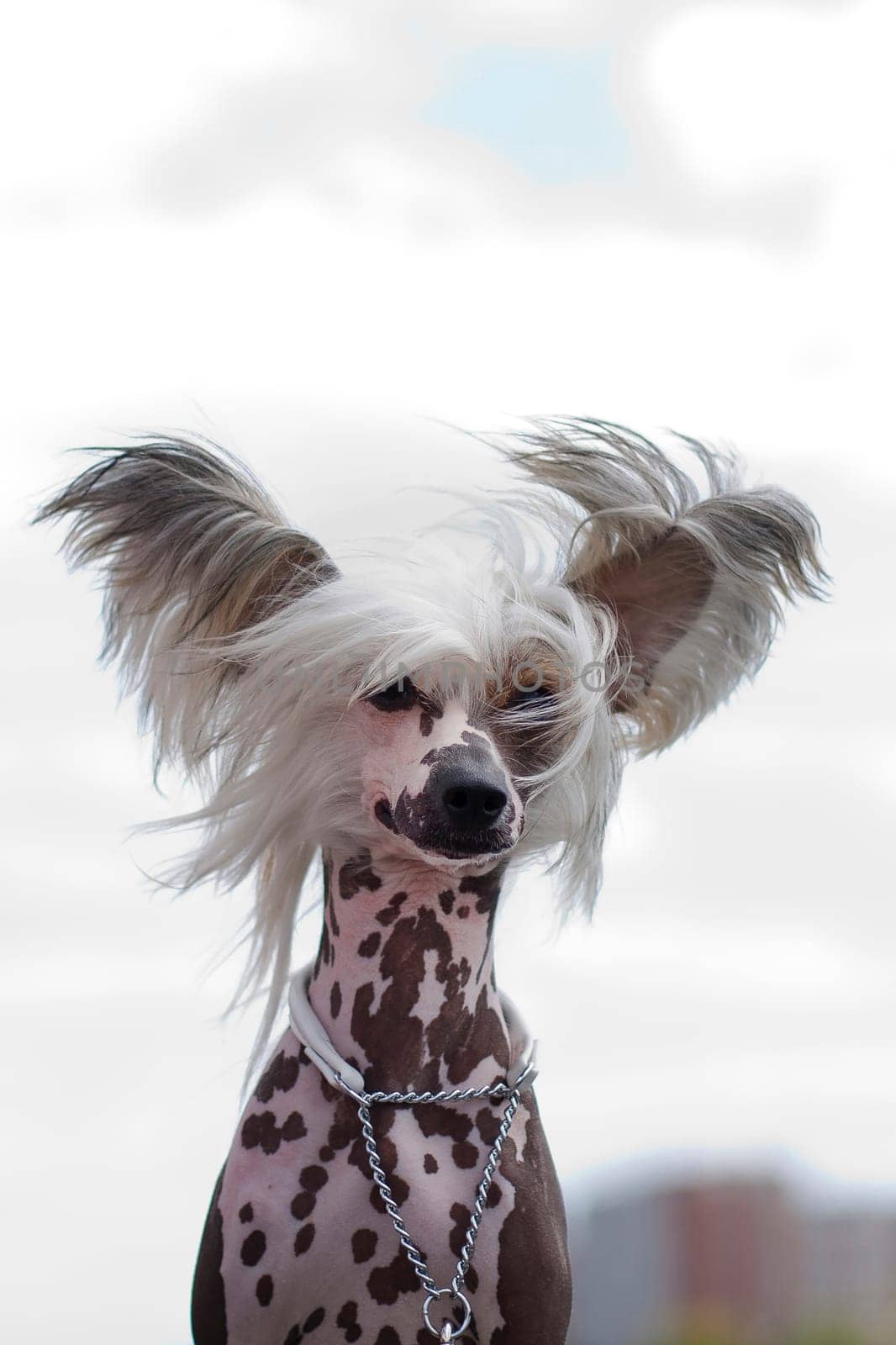 Chinese Crested Dog is a breed of dog. Dogs of this breed can be either hairless - naked individuals (hair is found only in the head, tail and extremities), and with soft veil-like hair covering the whole body - puffs (Powderpuff). They are odorless and do not fade (with the exception of downy ones).