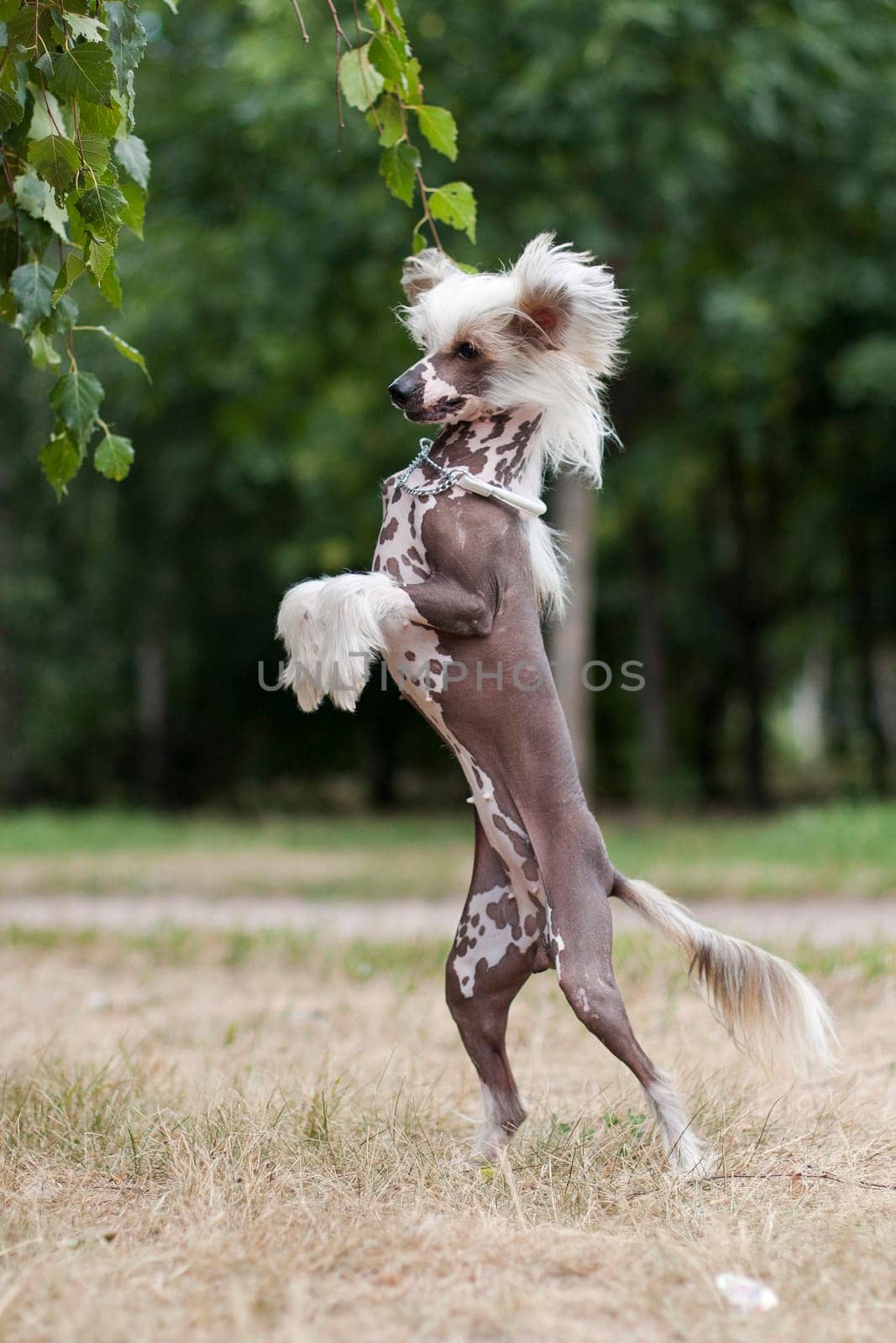 Chinese Crested Dog is a breed of dog. Dogs of this breed can be either hairless - naked individuals (hair is found only in the head, tail and extremities), and with soft veil-like hair covering the whole body - puffs (Powderpuff). They are odorless and do not fade (with the exception of downy ones).
