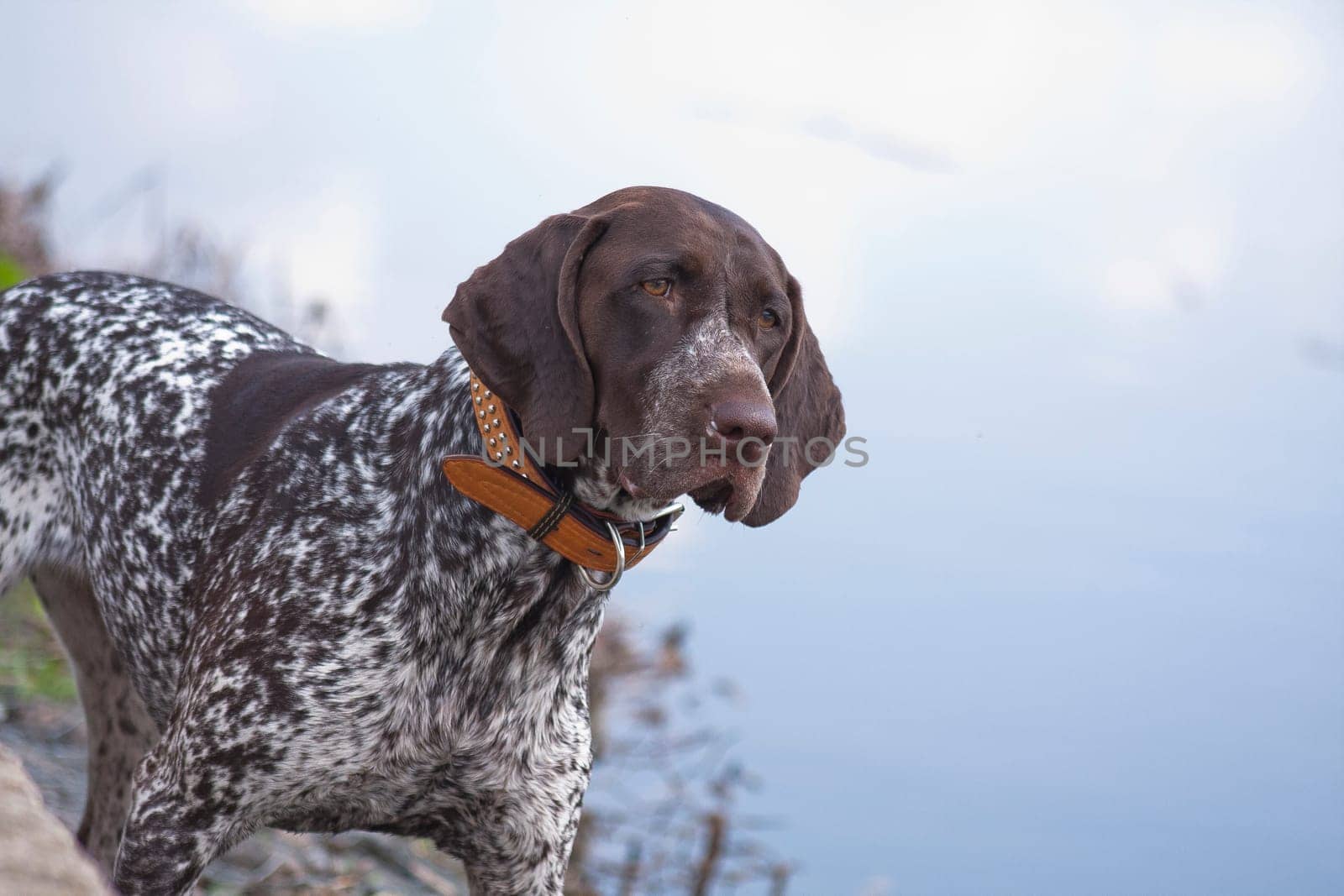 Kurtshaar is a hunting dog, or rather a pointing dog, that is, making a stand on a bird and a small animal. Kurzhaar is universal, works on all types of game birds. Best of all, the Kurzhaar manifests itself during a hunt in the field. Kurzhaar swims well, perfectly apportes, can be used as a bloodhound.
