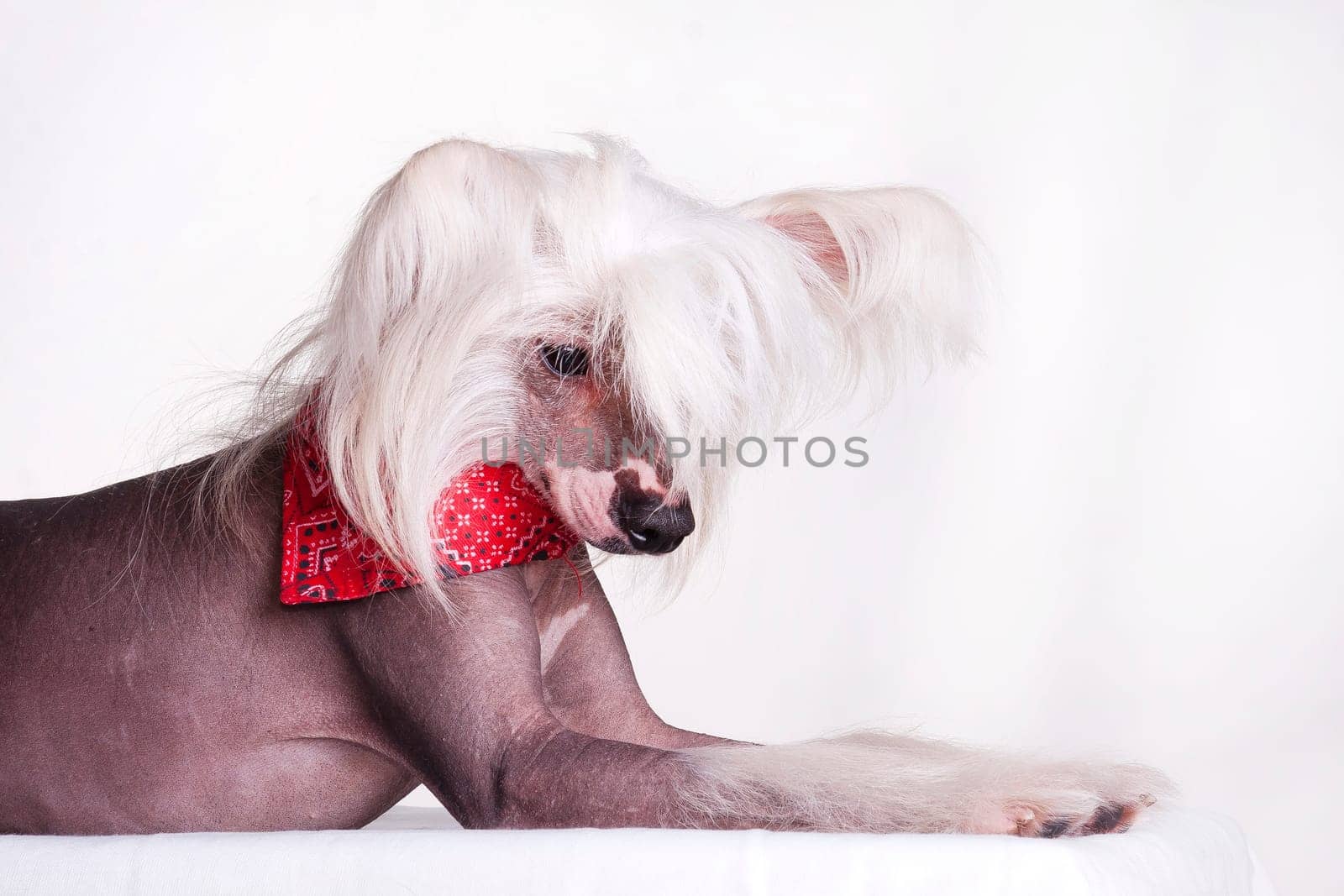 Chinese Crested Dog is a breed of dog. Dogs of this breed can be either hairless - naked individuals (hair is found only in the head, tail and extremities), and with soft veil-like hair covering the whole body - puffs (Powderpuff). They are odorless and do not fade (with the exception of downy ones).
