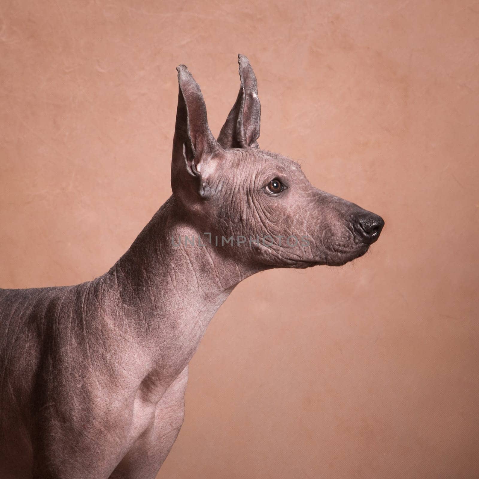 Brown-beige hairless xolo dog (xoloitzcuintle, mexican hairless dog), profile portrait, indoors on a beige background in the studio