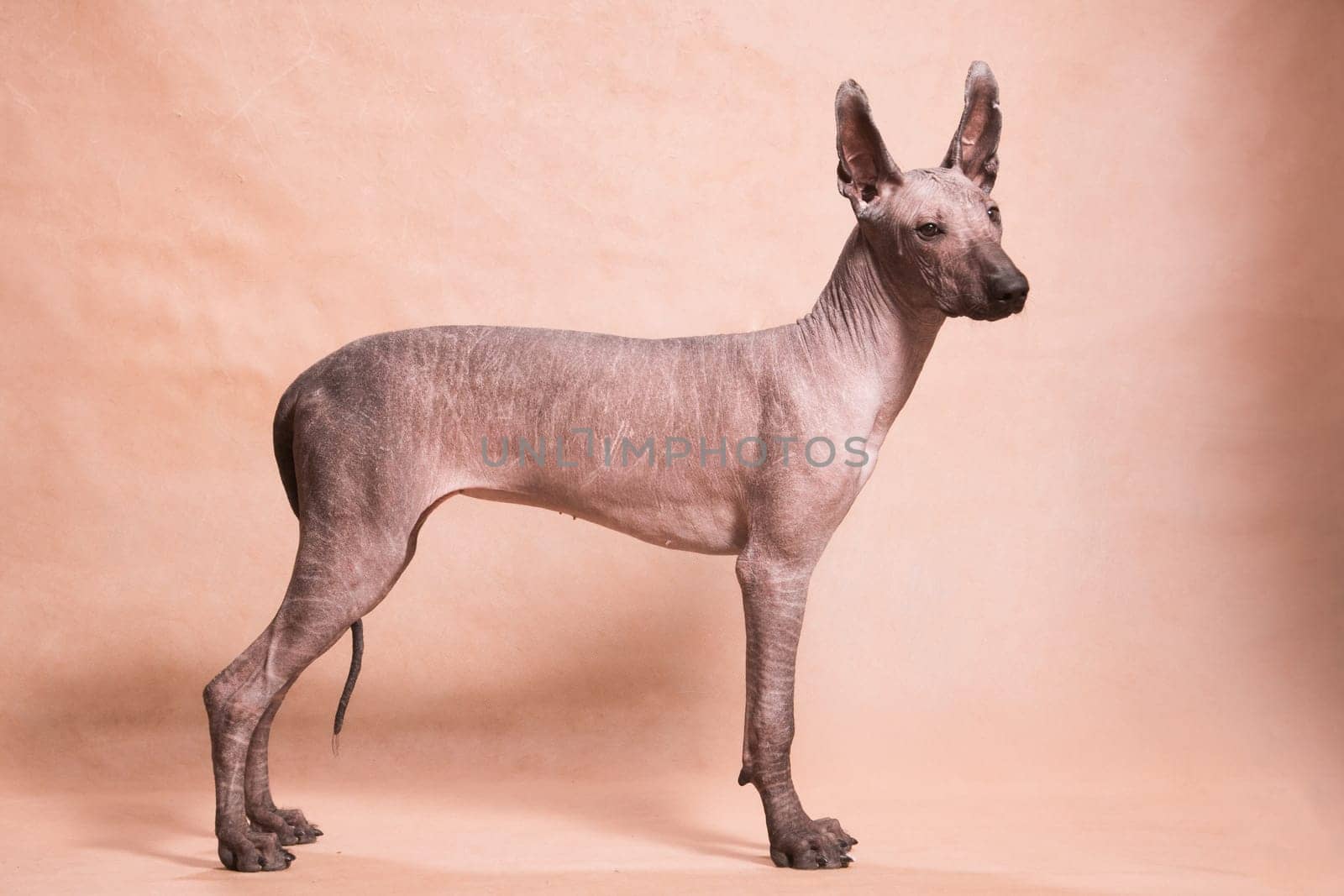 Brown-beige hairless xolo dog (xoloitzcuintle, Mexican hairless dog), stands beautifully indoors on a beige background in the studio