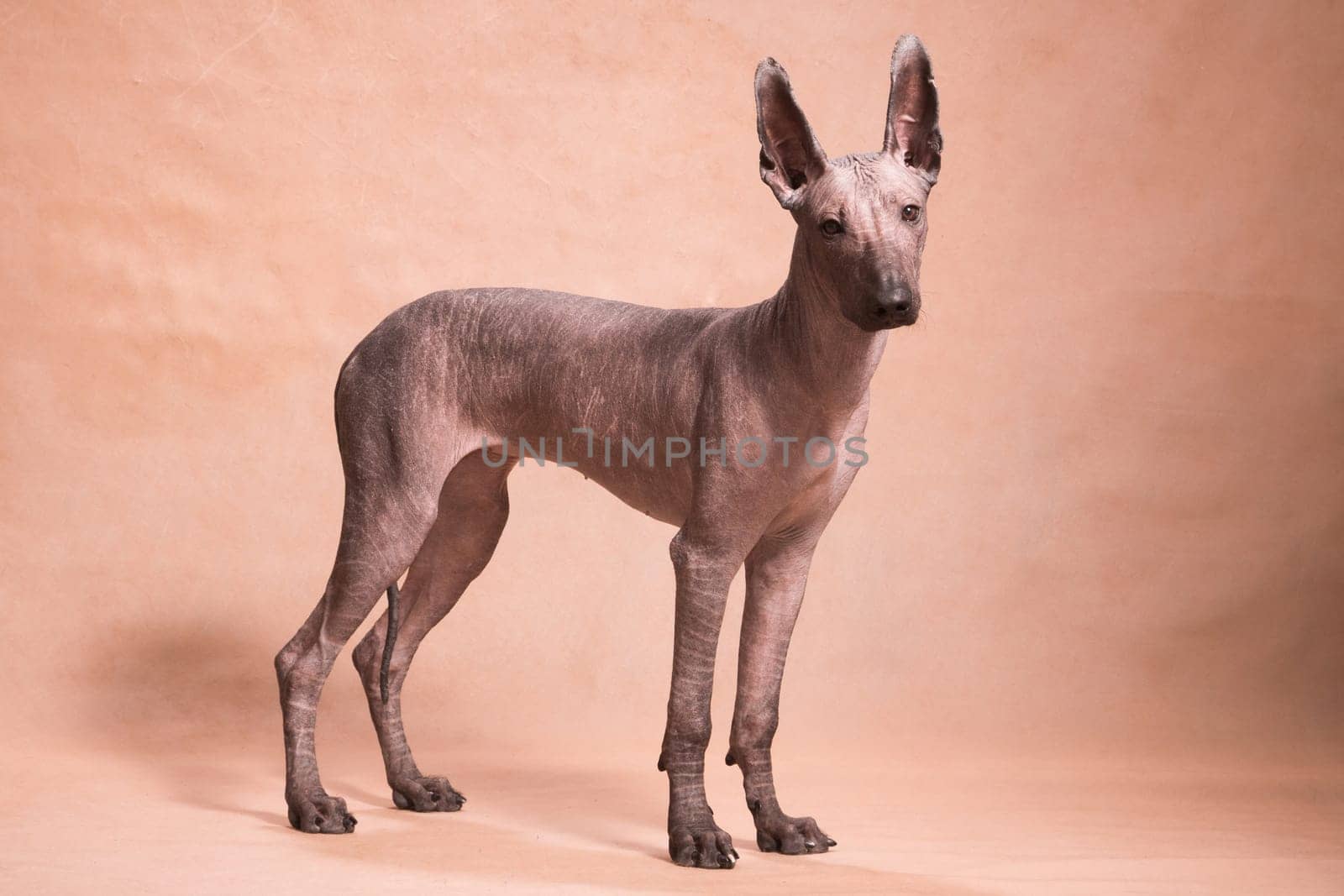 Brown-beige hairless xolo dog (xoloitzcuintle, Mexican hairless dog), stands beautifully indoors on a beige background in the studio