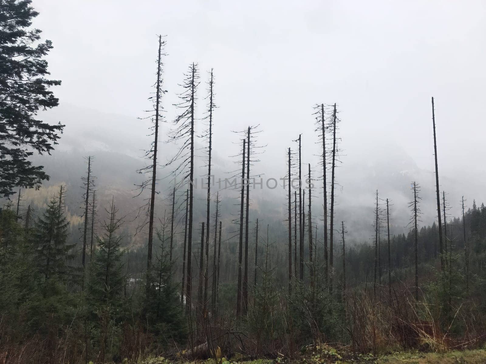 trunks of old pine trees in a foggy forest in Zakopane in rainy weather. High quality photo