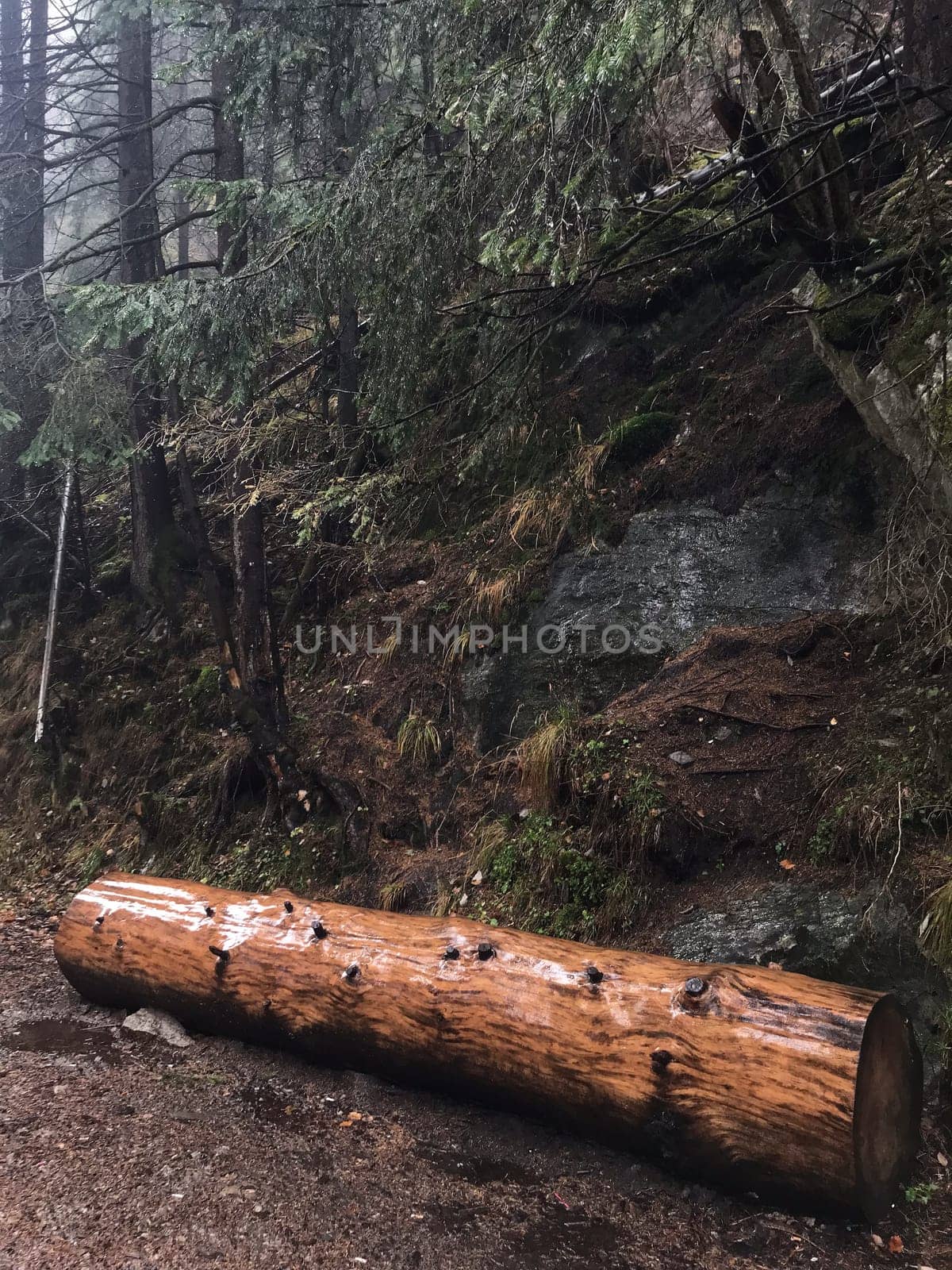 big log in foggy forest in Zakopane in rainy weather . High quality photo