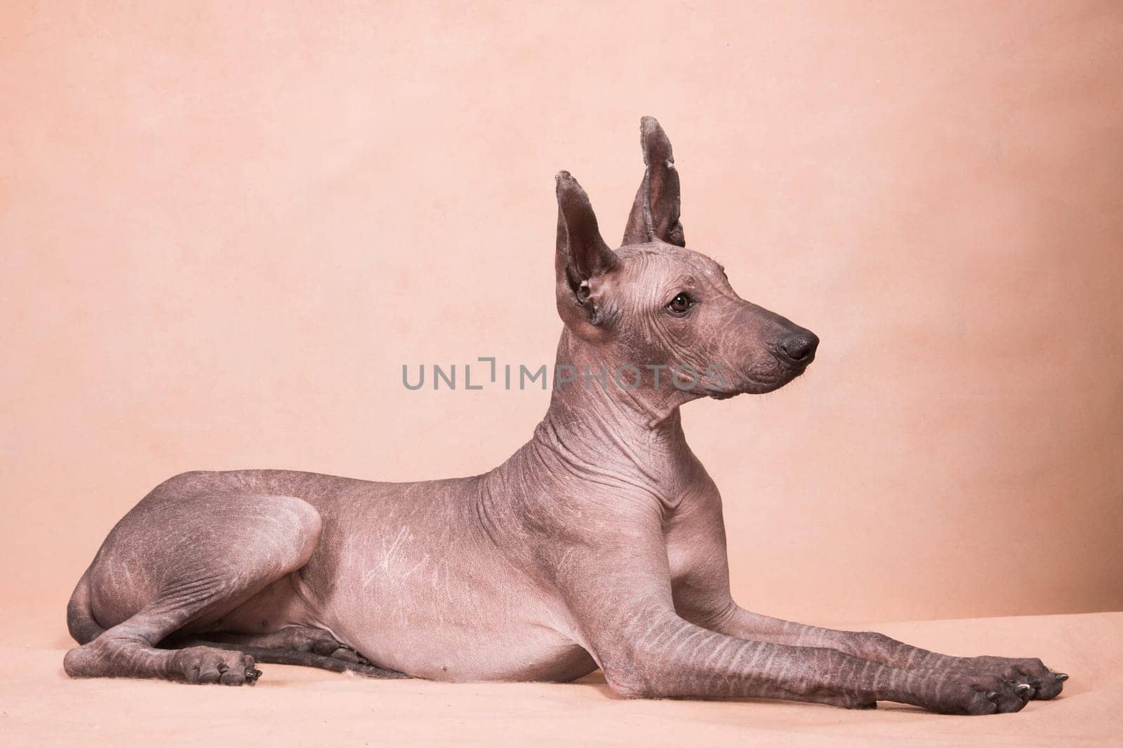 Brown-beige hairless dog of the breed xolo (xoloitzcuintle, mexican hairless dog), is lying indoors on a beige background in the studio