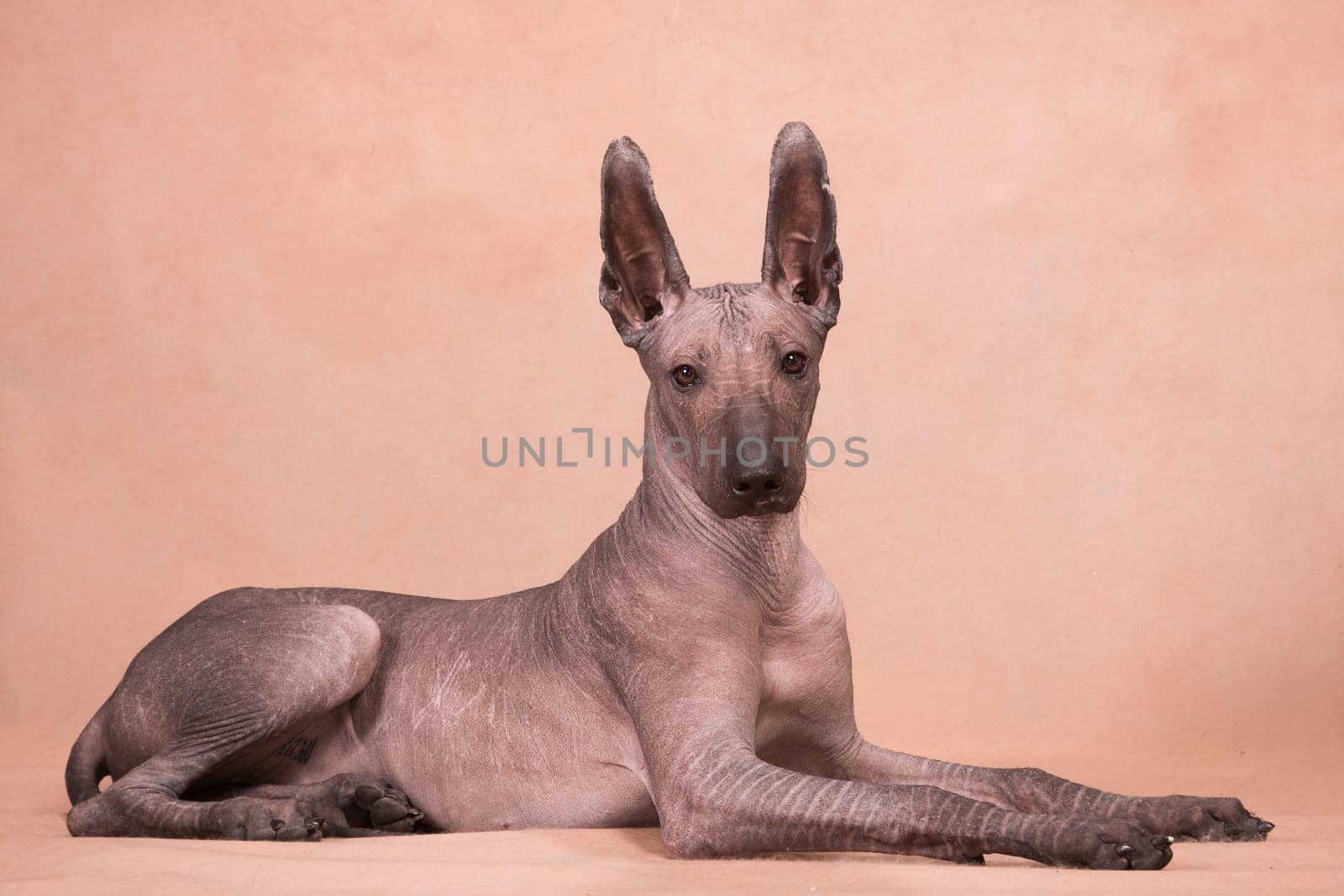 A brown-beige hairless xolo dog (xoloitzcuintle, Mexican hairless dog), lying indoors on a beige background in the studio, and looking directly at the camera