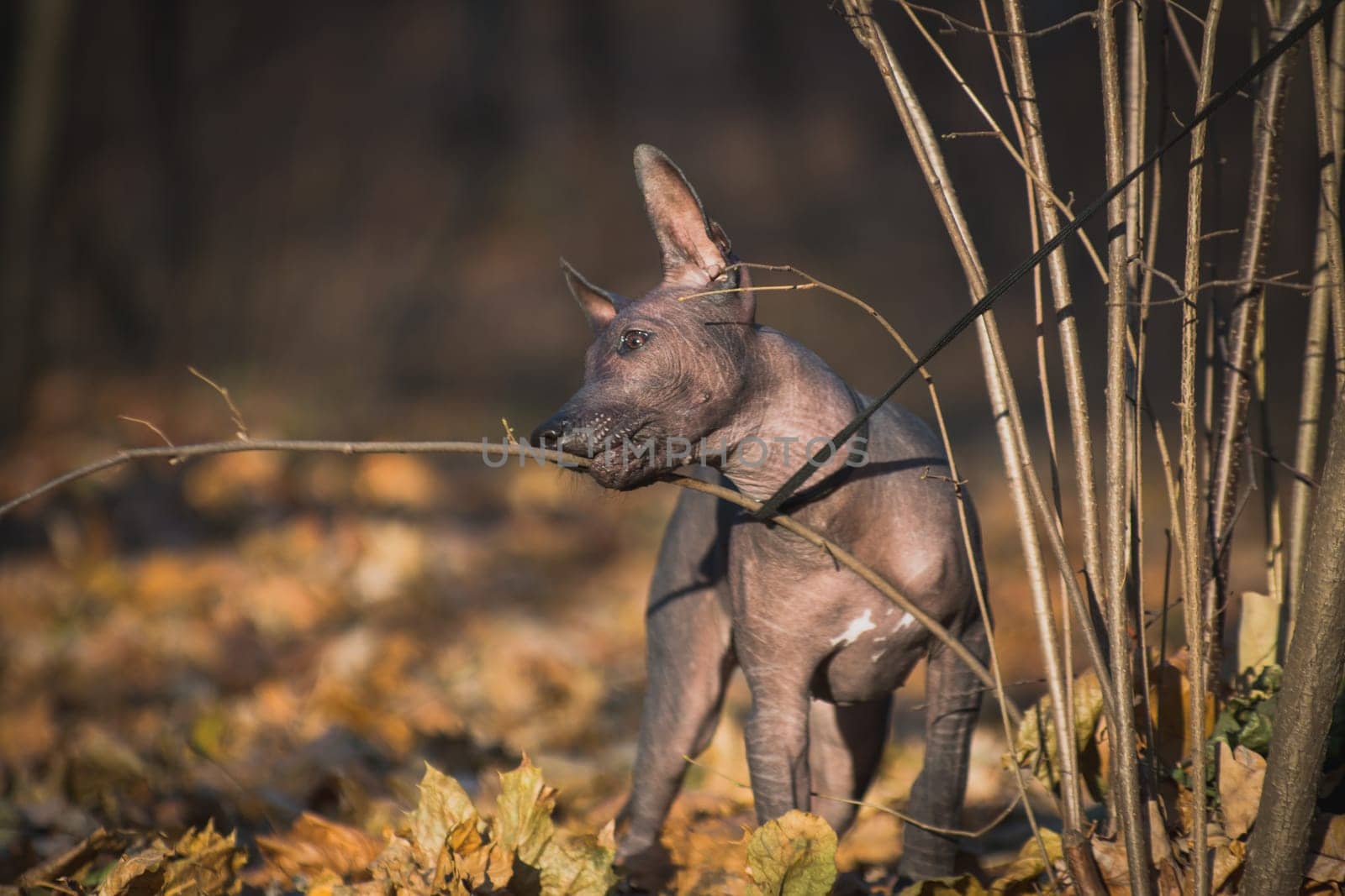 A young puppy, a hairless xolo dog (Xoloitzcuintle, Mexican hairless dog), nibbles a branch of a bush playing with it, against the background of an autumn forest outdoors