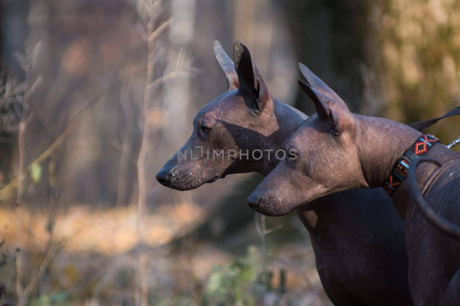 Two large brown hairless xolo dogs (Xoloitzcuintle, Mexican hairless dog), double portrait in profile against the backdrop of an autumn forest outdoors