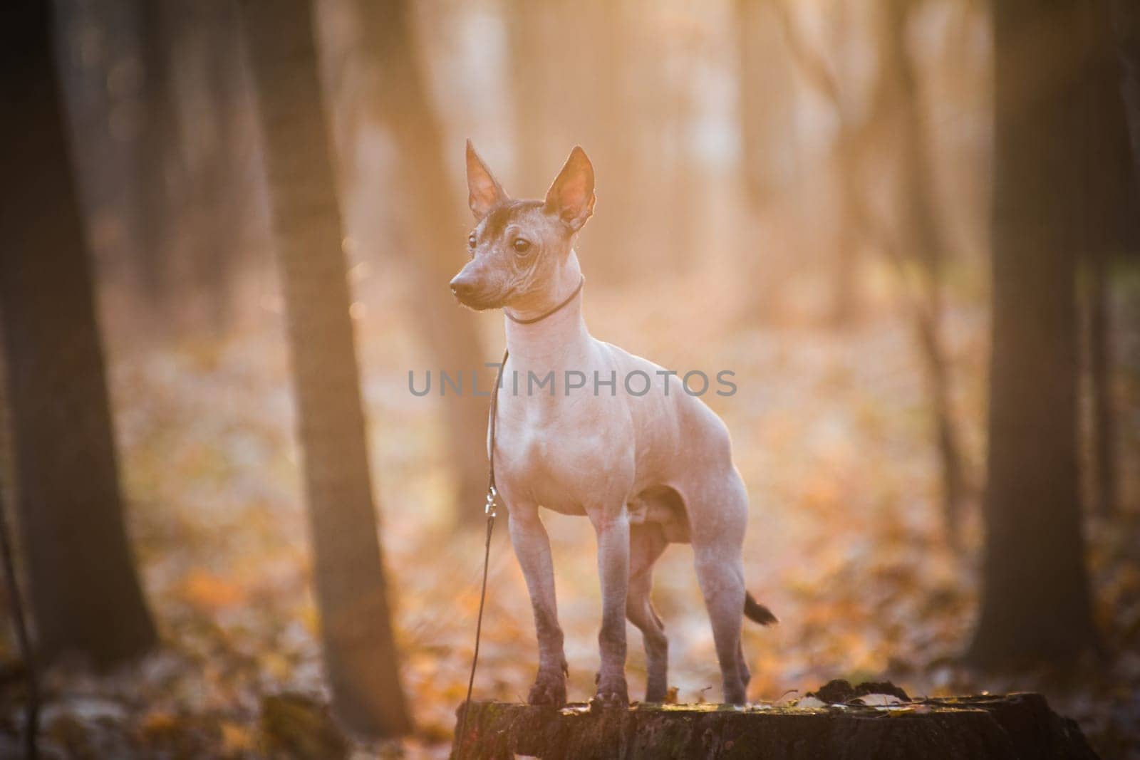 A small brown hairless xolo dog (xoloitzcuintle, mexican hairless dog), stands on a stump in the autumn forest outdoors