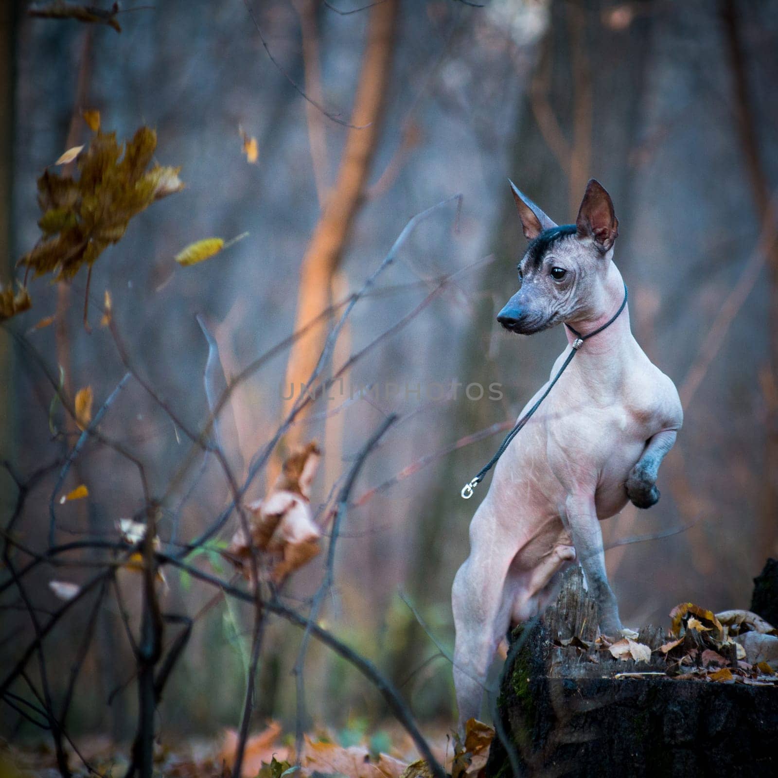 A brown hairless xolo breed dog (xoloitzcuintle, Mexican hairless dog) stands in the park in the wind, outdoors, on a stump, on its hind legs. Autumn and dry leaves fly.