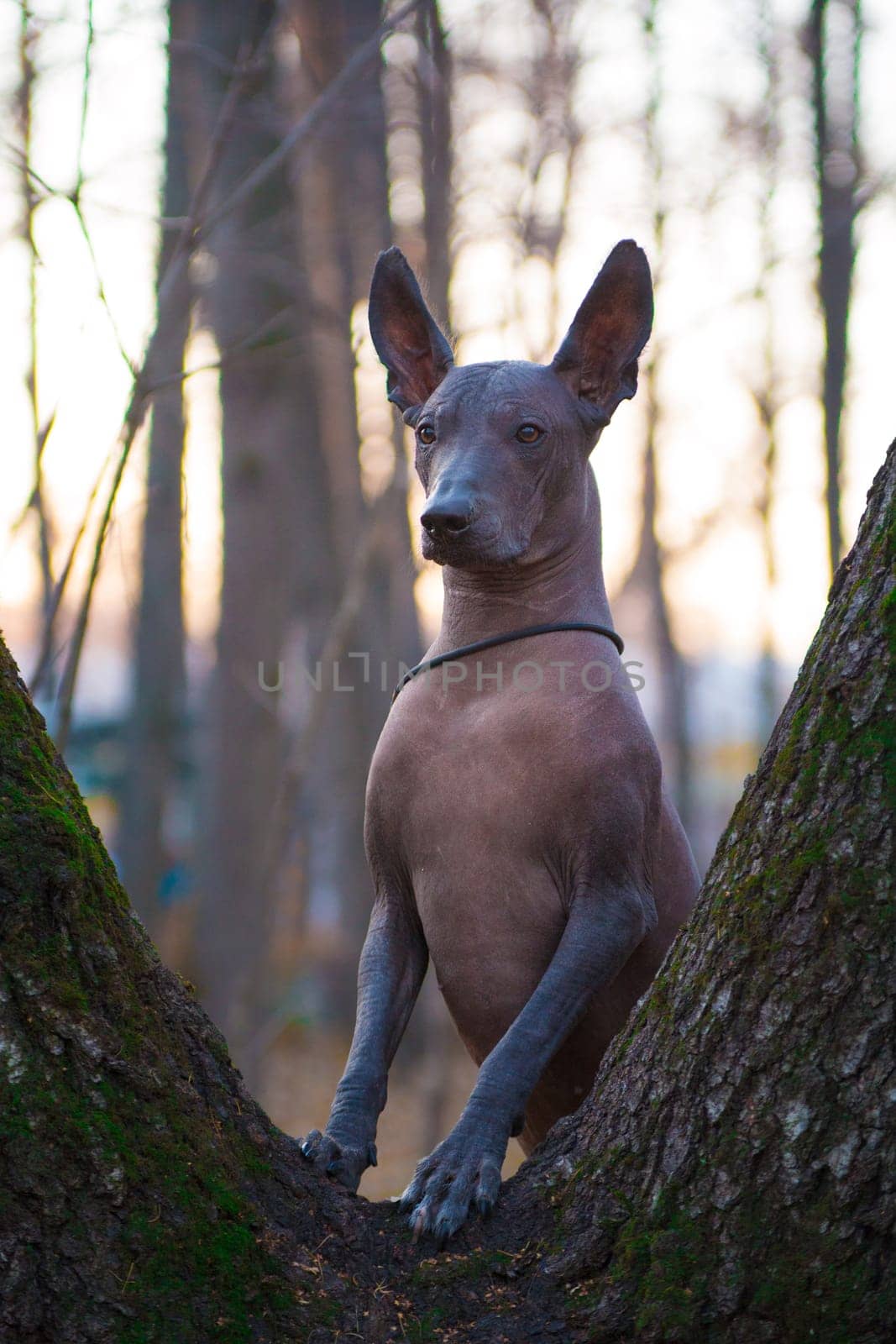 A brown hairless xolo dog (Xoloitzcuintle, Mexican hairless dog), stands beautifully on a trunk of a tree covered with moss, in an outdoor park, against a background of trees in bokeh